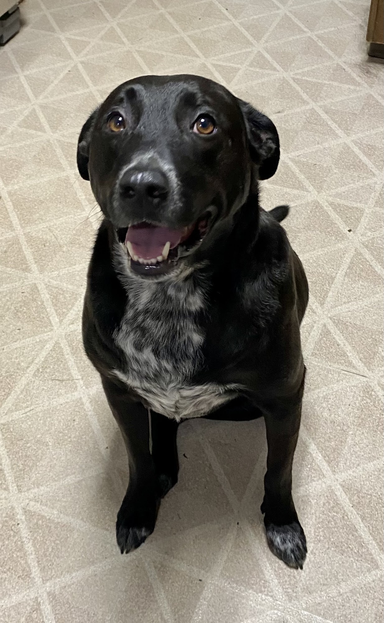 Auburn Field Canine Services Marshfield