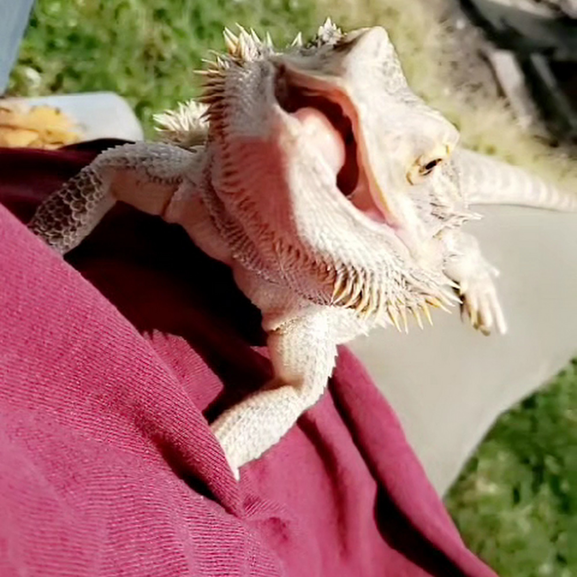 Spartan Animal Hospital McFarland