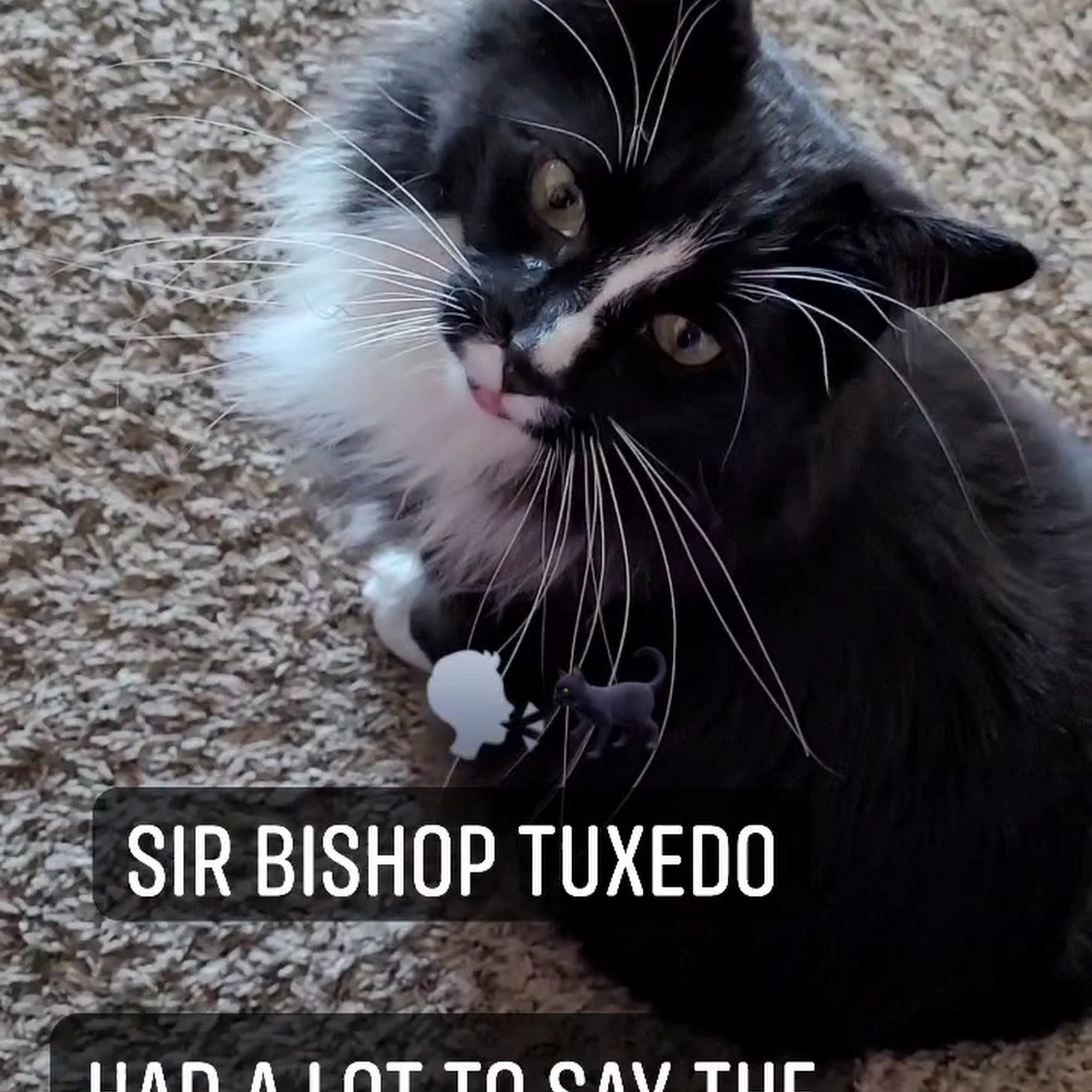 McFarland Animal Hospital McFarland