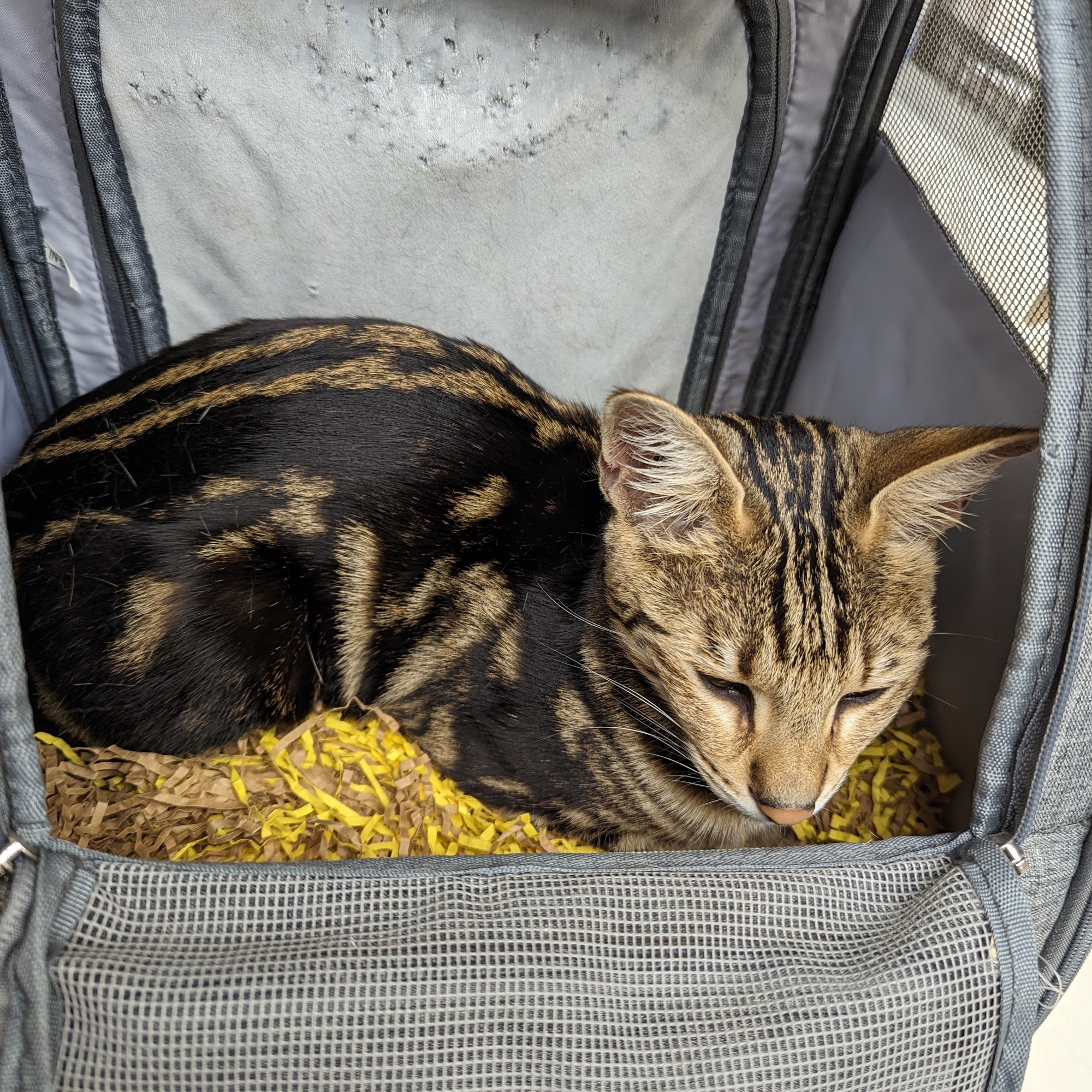 Medford Veterinary Clinic Medford