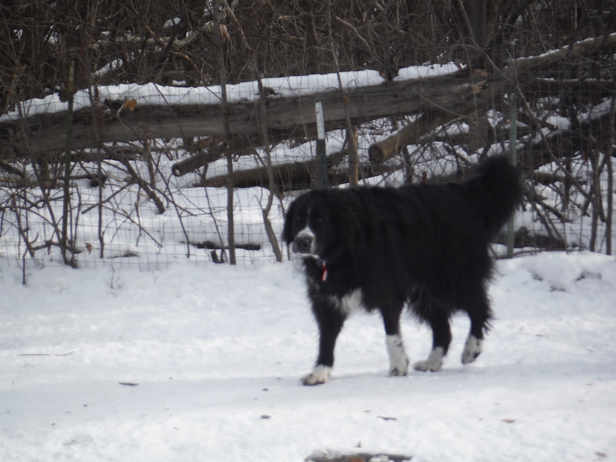 Rover's Resort Menasha