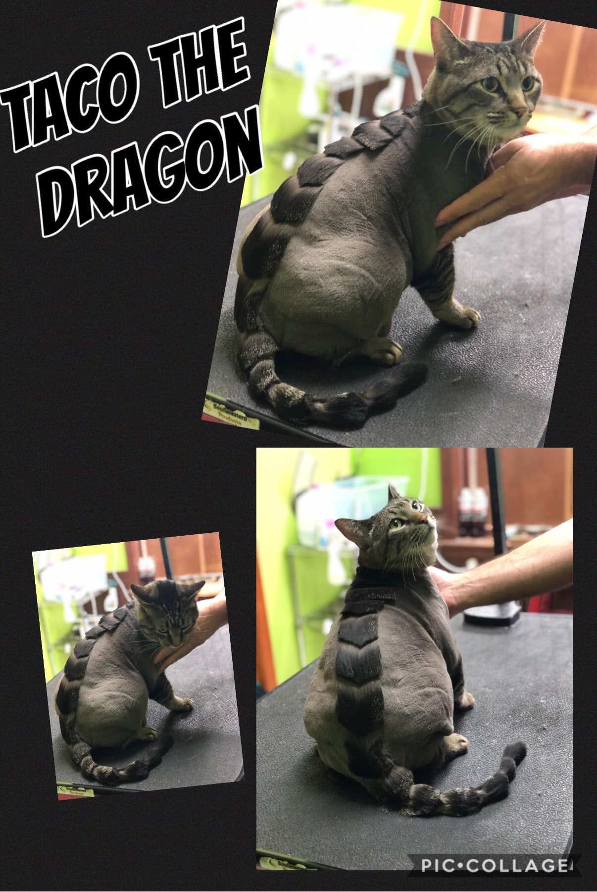 McLovin Your Pet Spa & Boarding Menasha