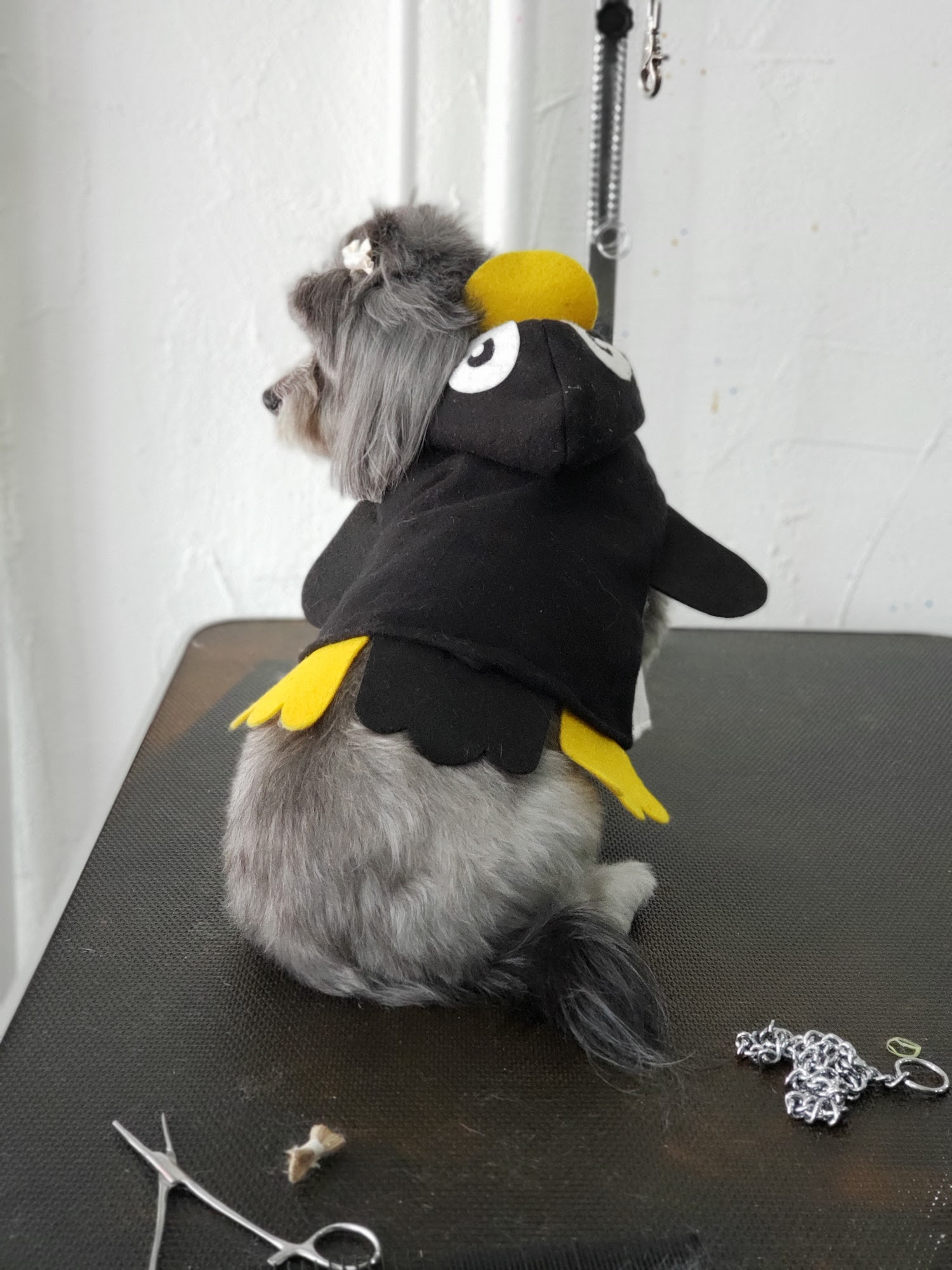 Beauty N All Paw Prints Menomonee Falls