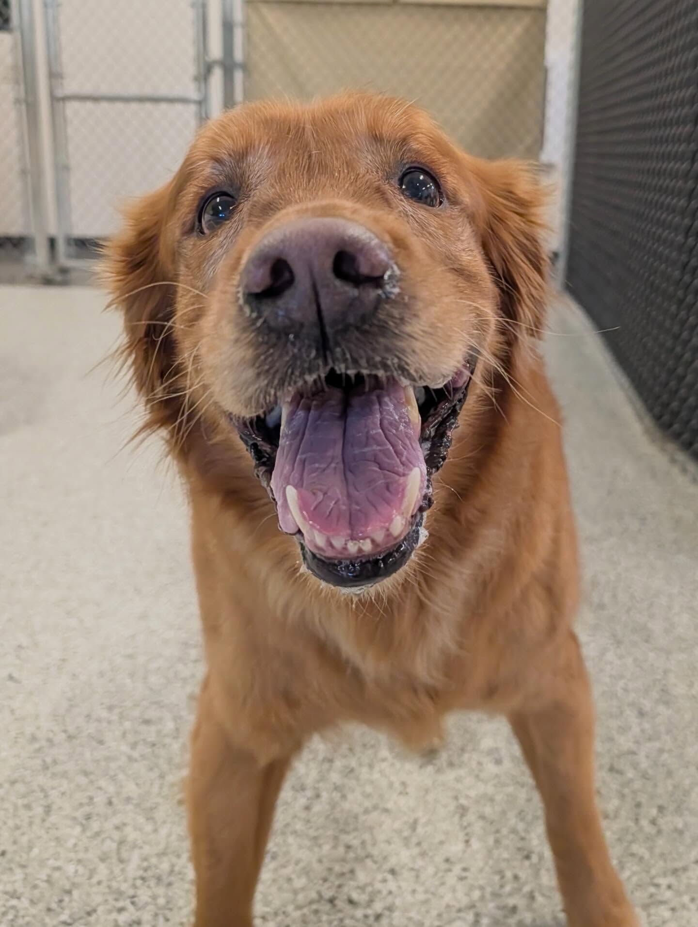 The Hounds & Tap Menomonee Falls