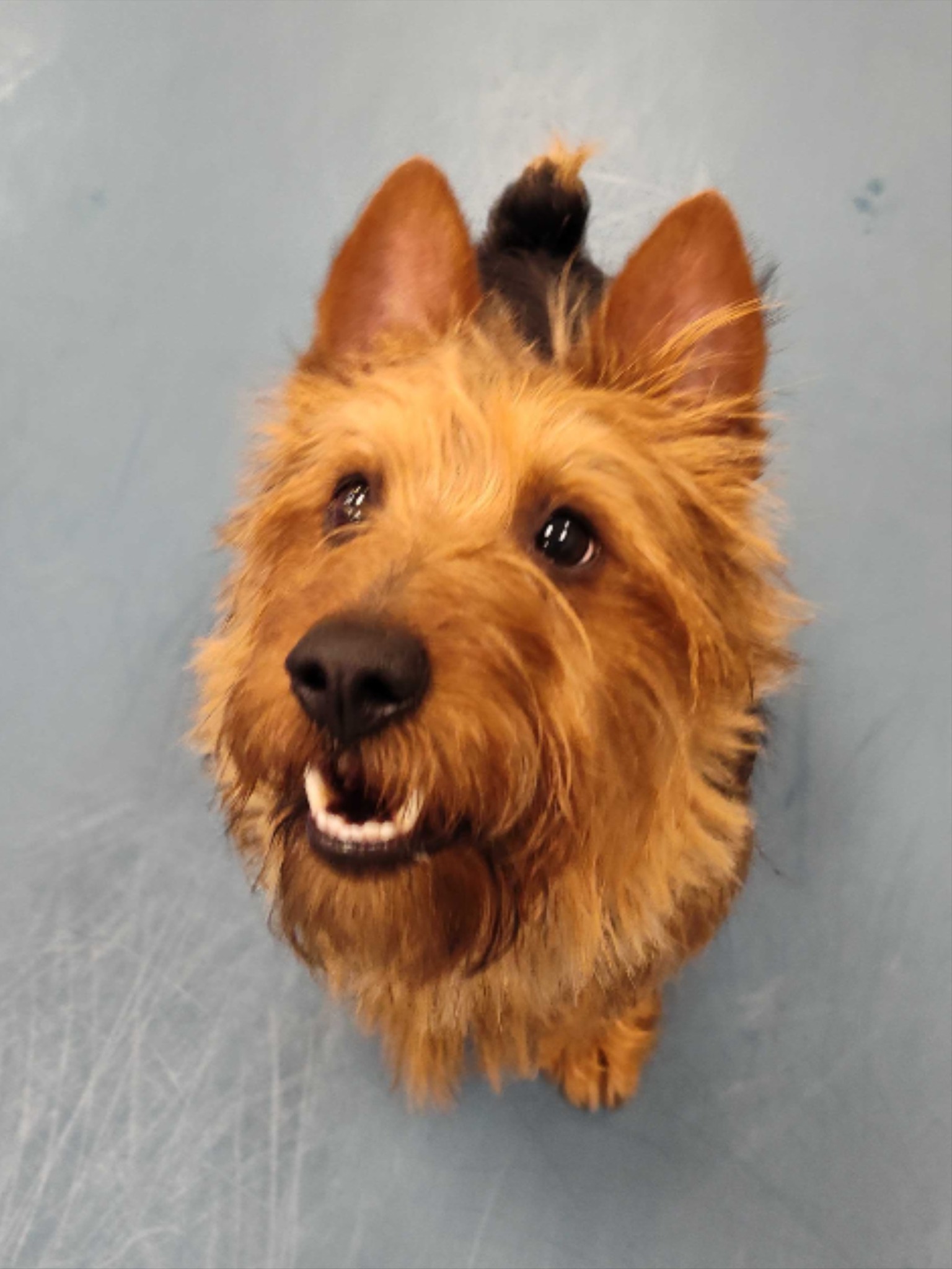 Brook-Falls Luxury Pet Resort & Doggy Day Care Menomonee Falls