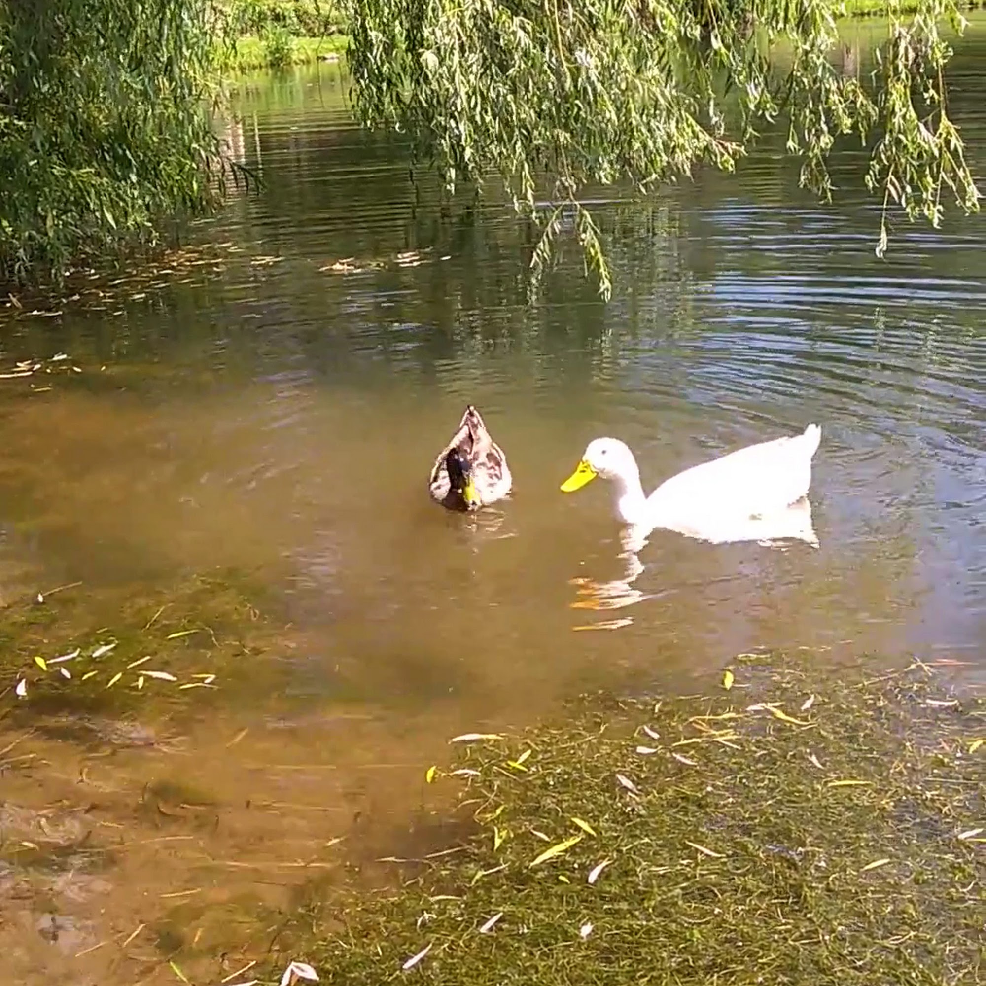 EAT MY FISH - Jeremiah's Bullfrog Fish Farm Menomonie