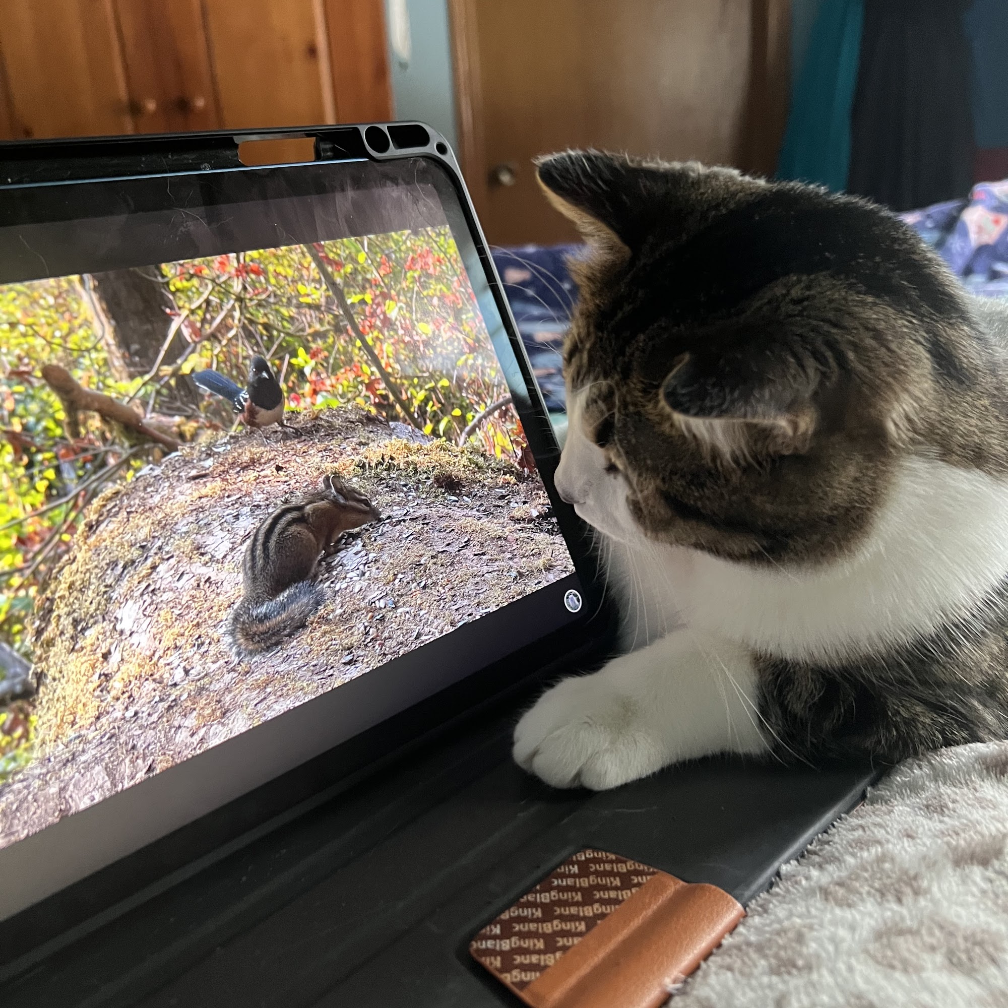 Rockwood Hospital For Pets Merrill