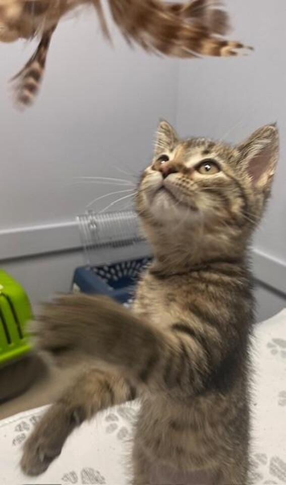 And Dogs Too Veterinary Clinic Middleton