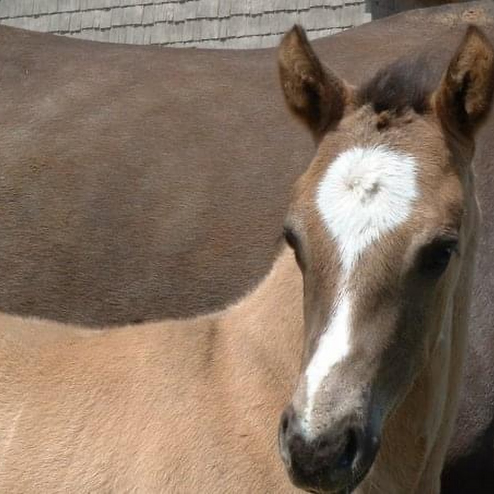 Madison Equine Massage, LLC 3207 Glacier Ridge Rd, Middleton Wisconsin 53562