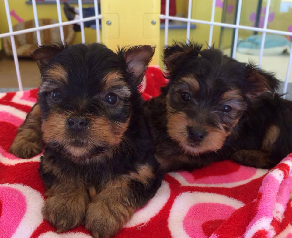 Tiny Tykes Puppies Milwaukee