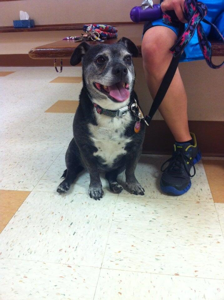 St Paul Veterinary Clinic: Uhlic Richard DVM Milwaukee