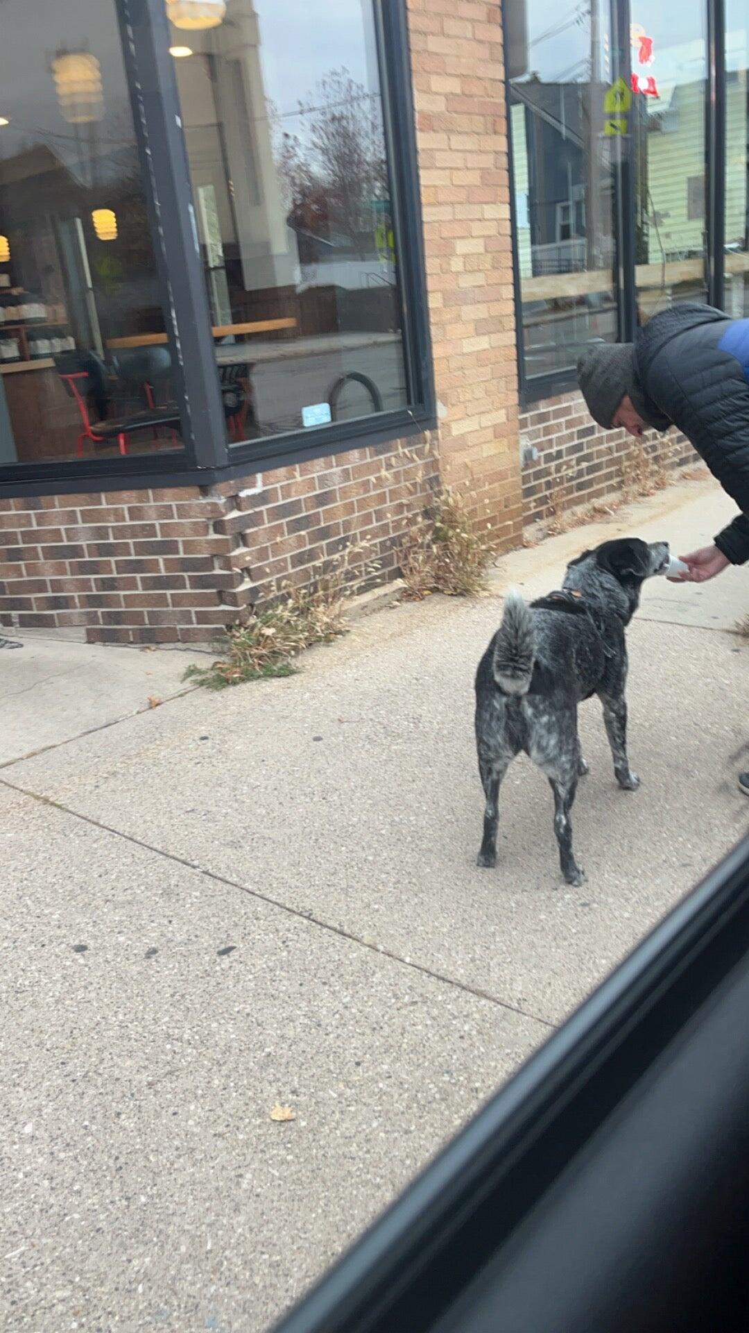 Embark Pet Spa Milwaukee