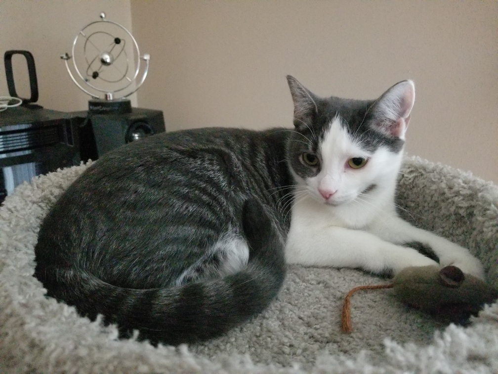 Happy Endings No Kill Cat Shelter Milwaukee