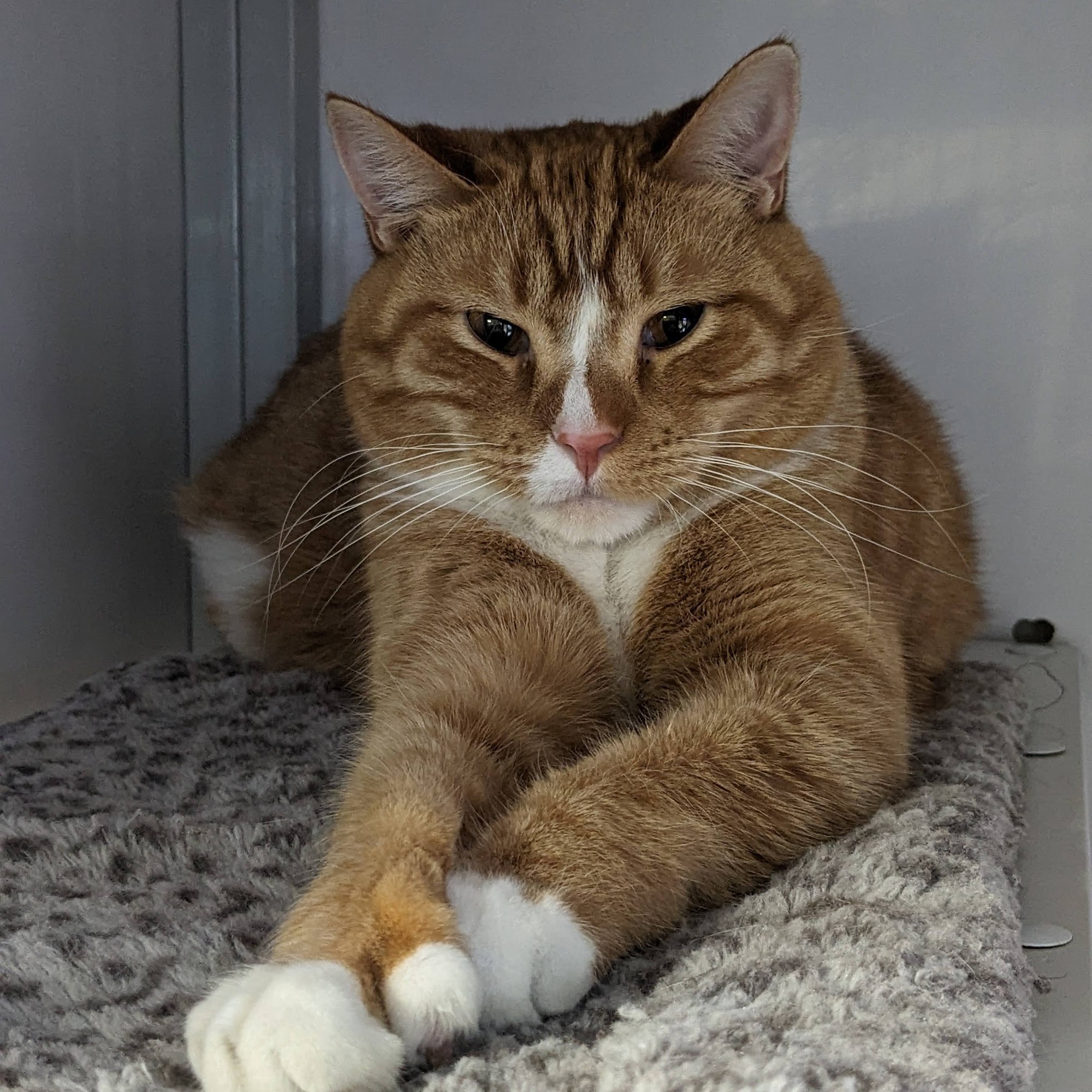 Happy Endings No Kill Cat Shelter Milwaukee