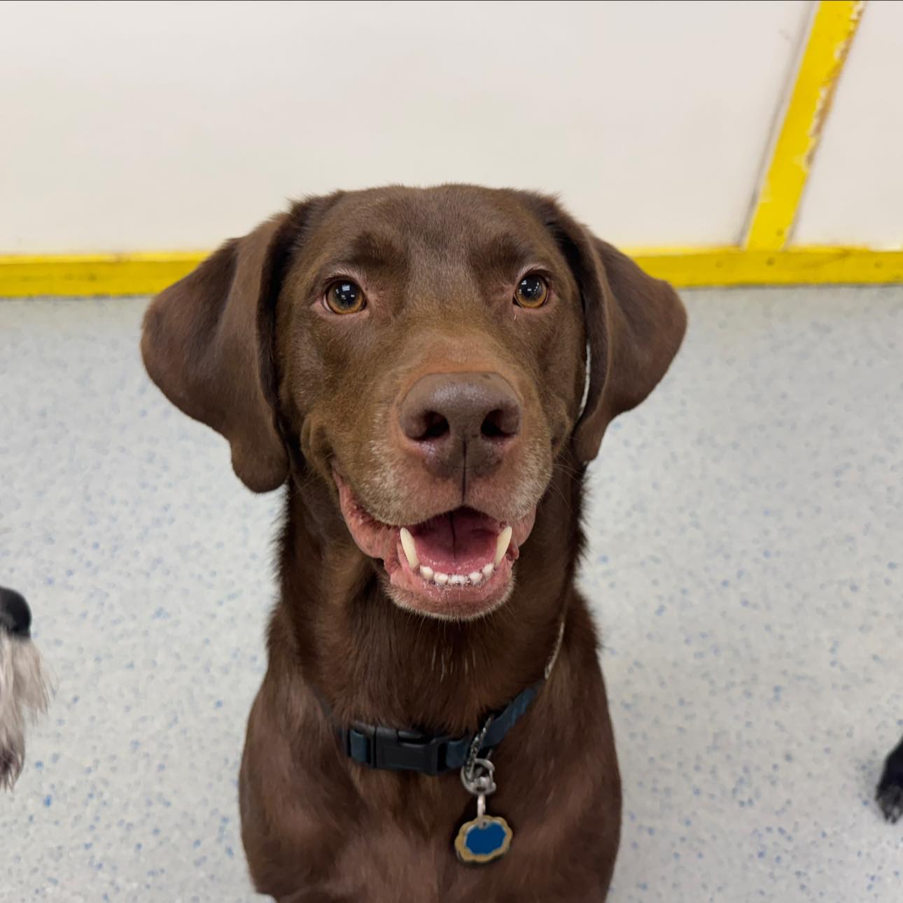 Playtime Doggy Daycare II Milwaukee