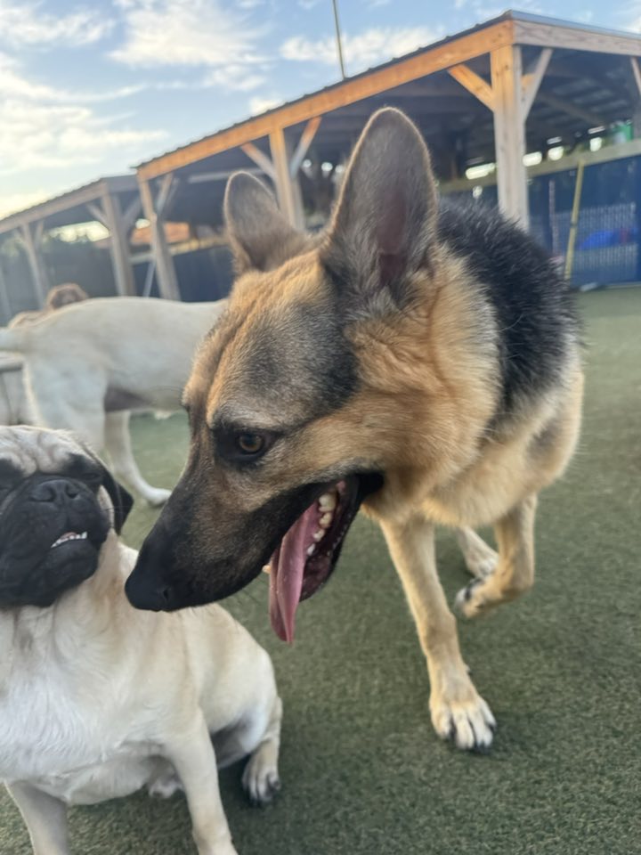 Playtime Doggy Daycare II Milwaukee