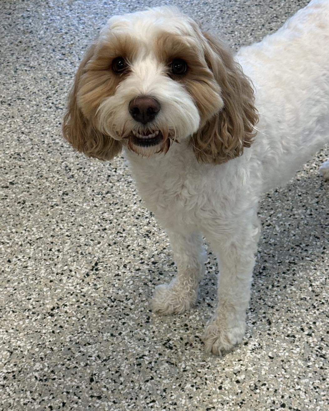 North Shore Doggy Daycare Llc Milwaukee