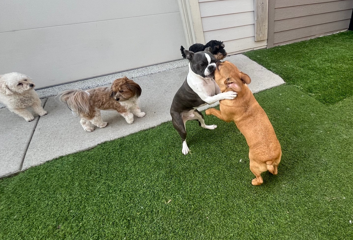 North Shore Doggy Daycare Llc Milwaukee