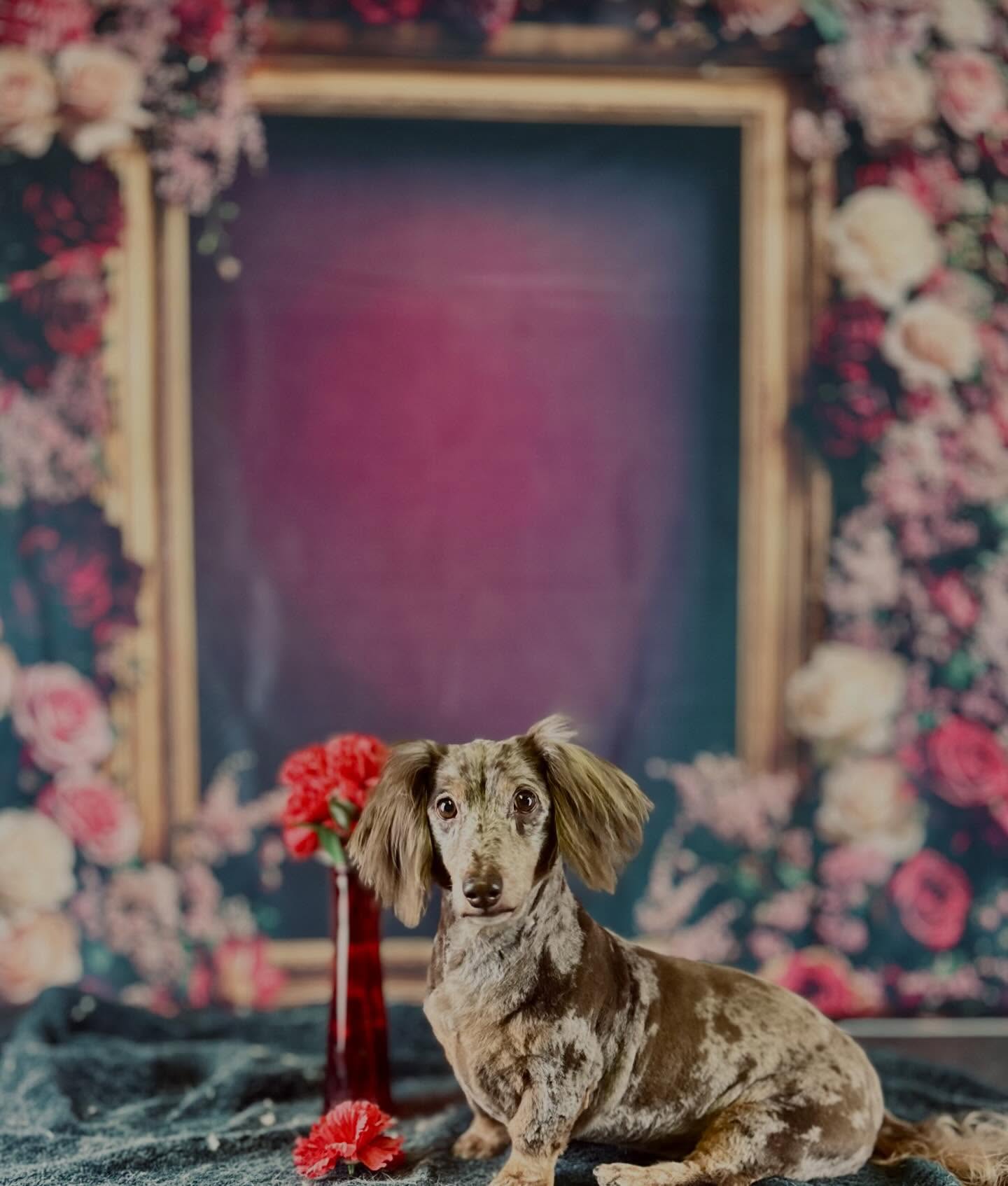 Wizard of Pawz Pet Spa Milwaukee