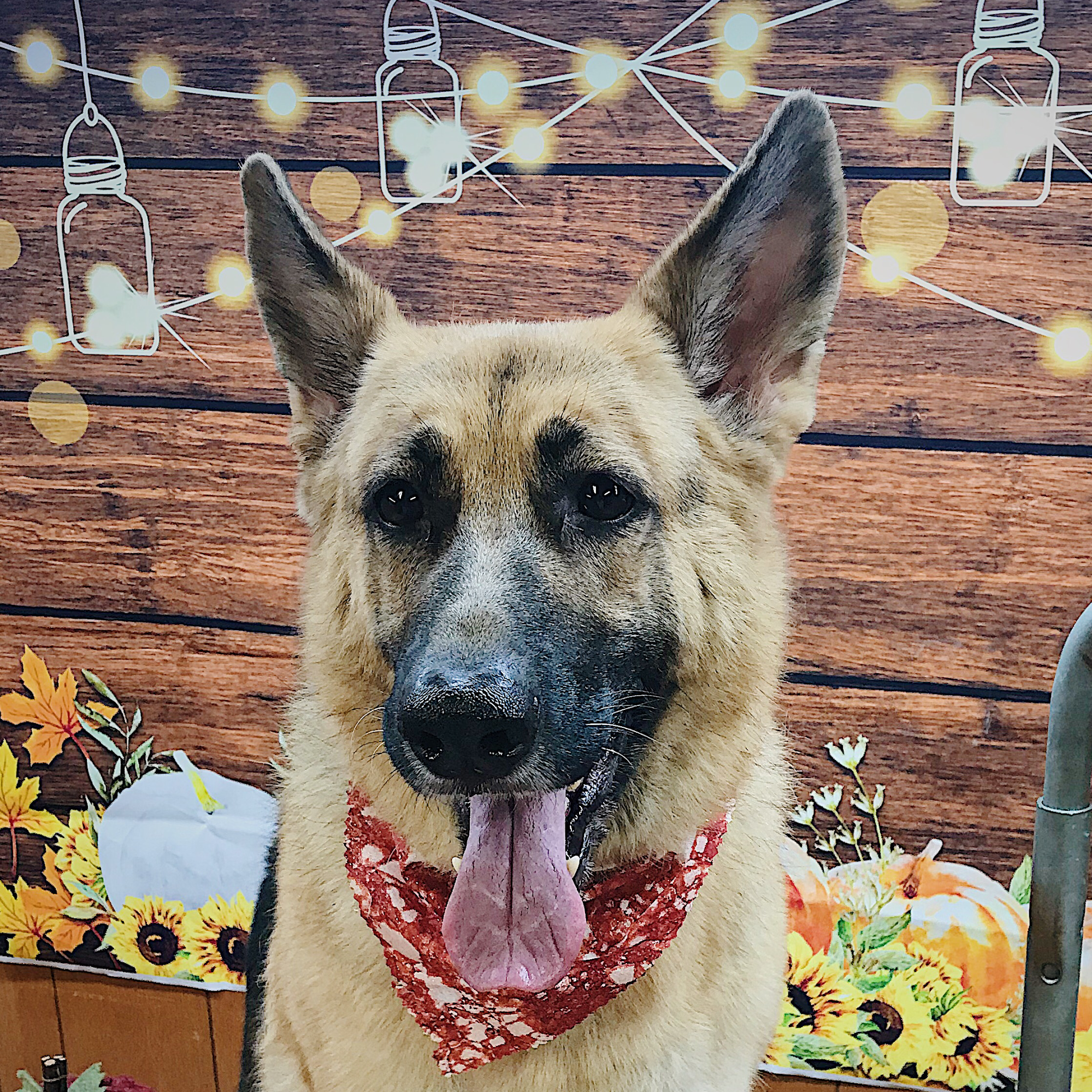 Wizard of Pawz Pet Spa Milwaukee