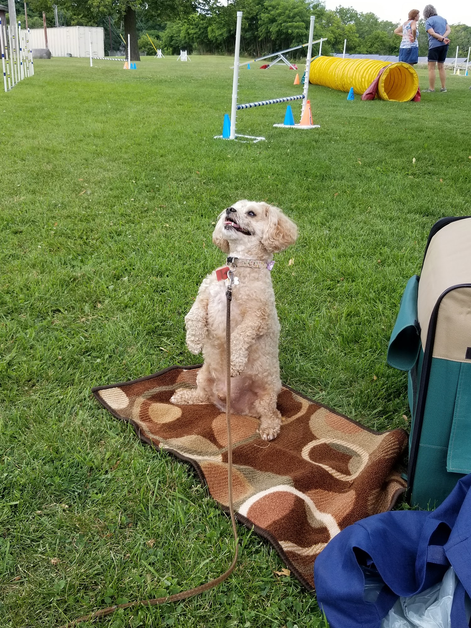 Milwaukee Dog Training Club Milwaukee
