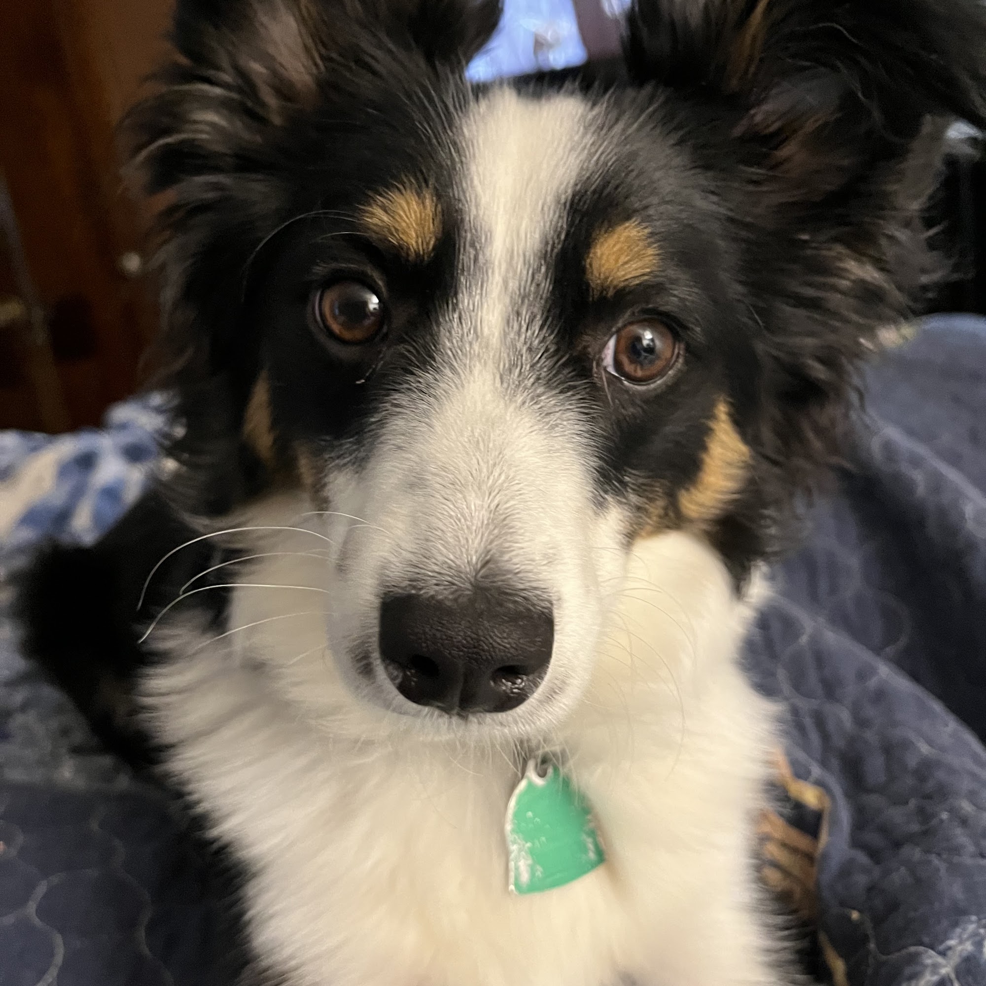 THE DOGWALKER Milwaukee