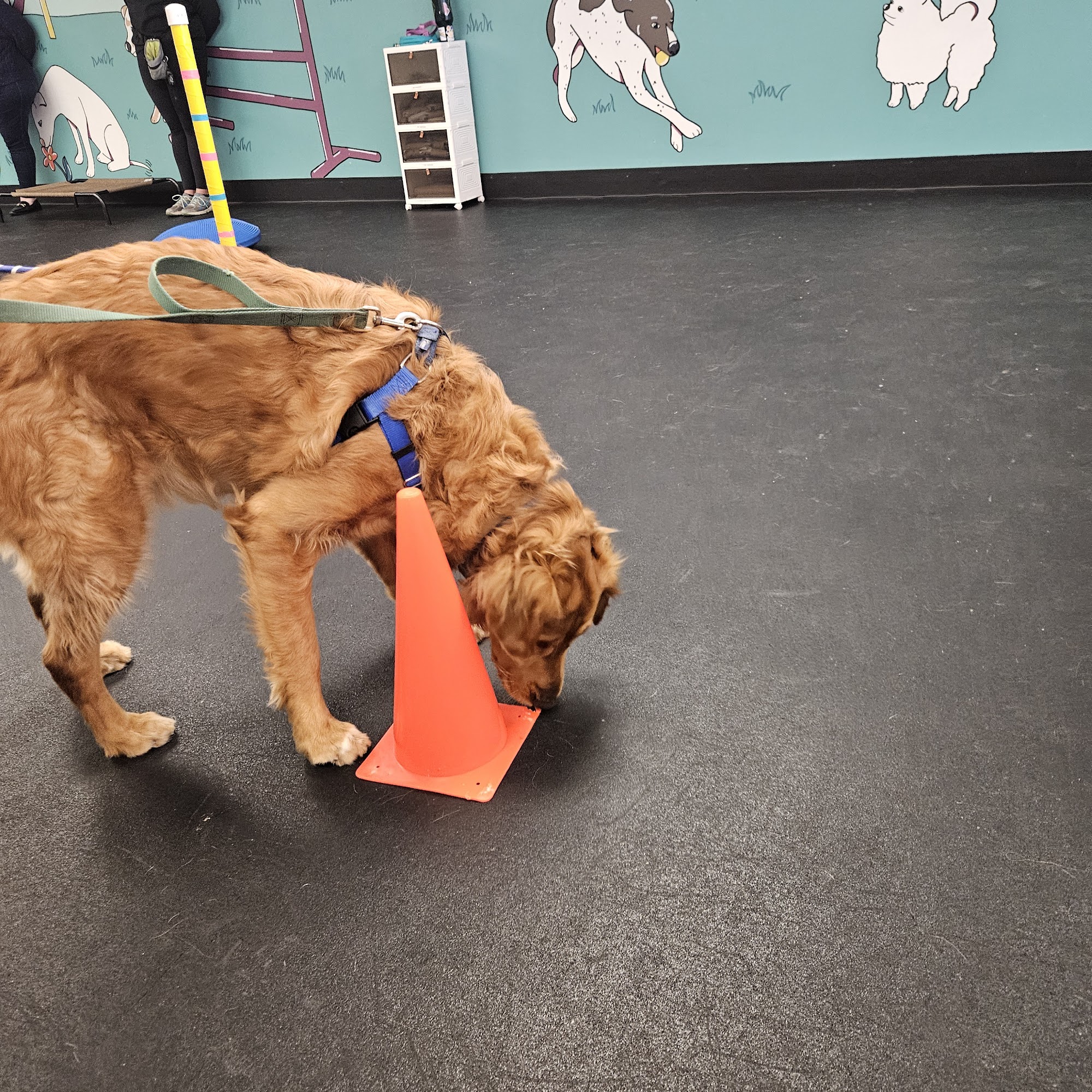 Canine Einstein Milwaukee