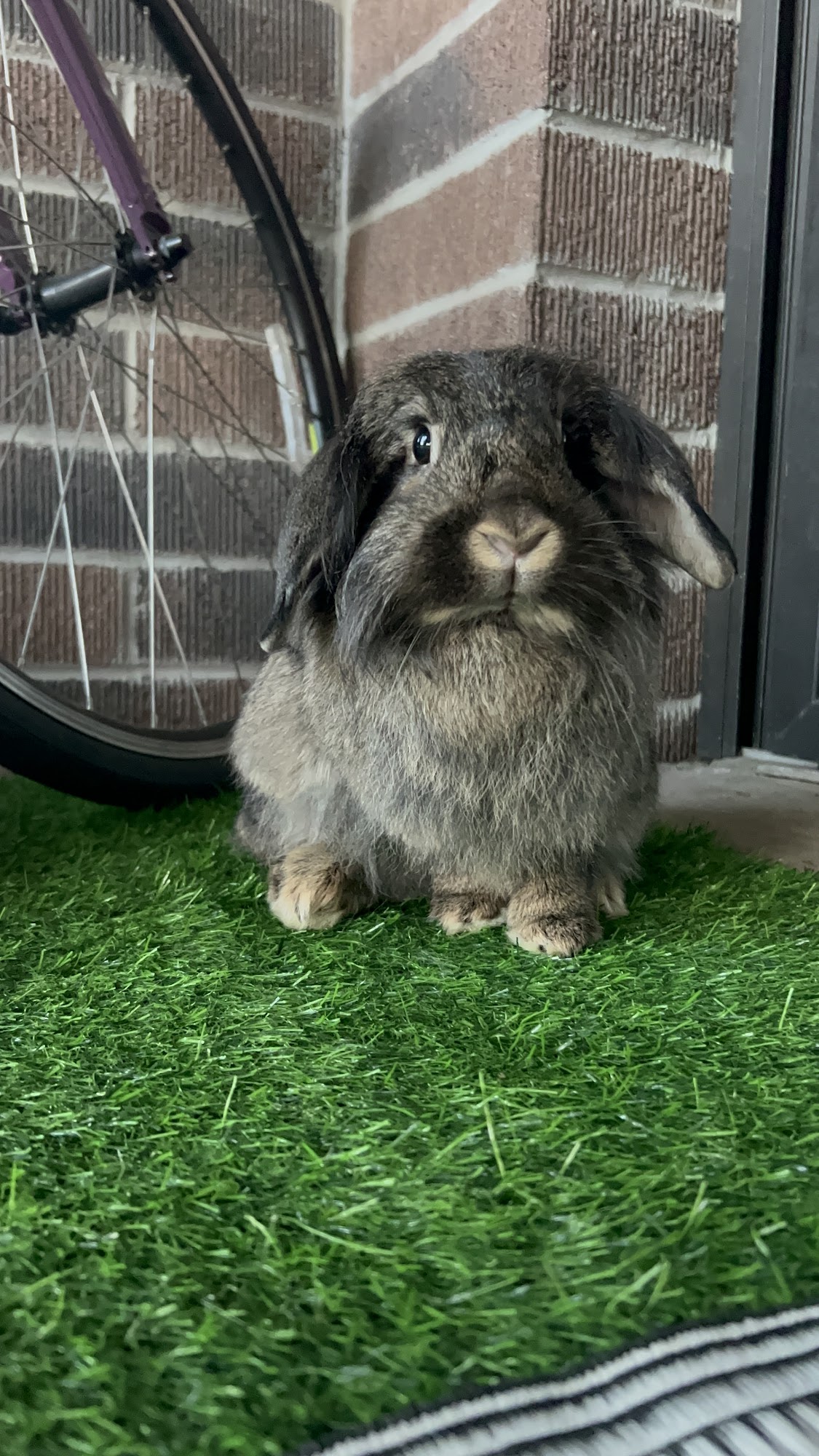 Pet Lawn - Pet Loss Services Milwaukee