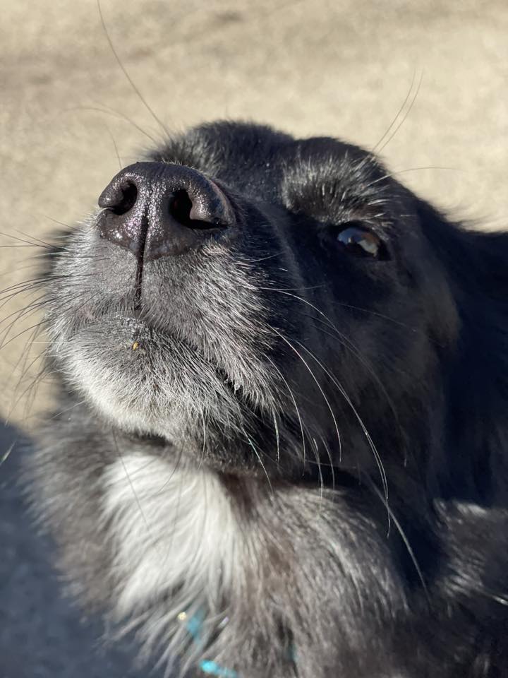 Doggy Office LLC Milwaukee