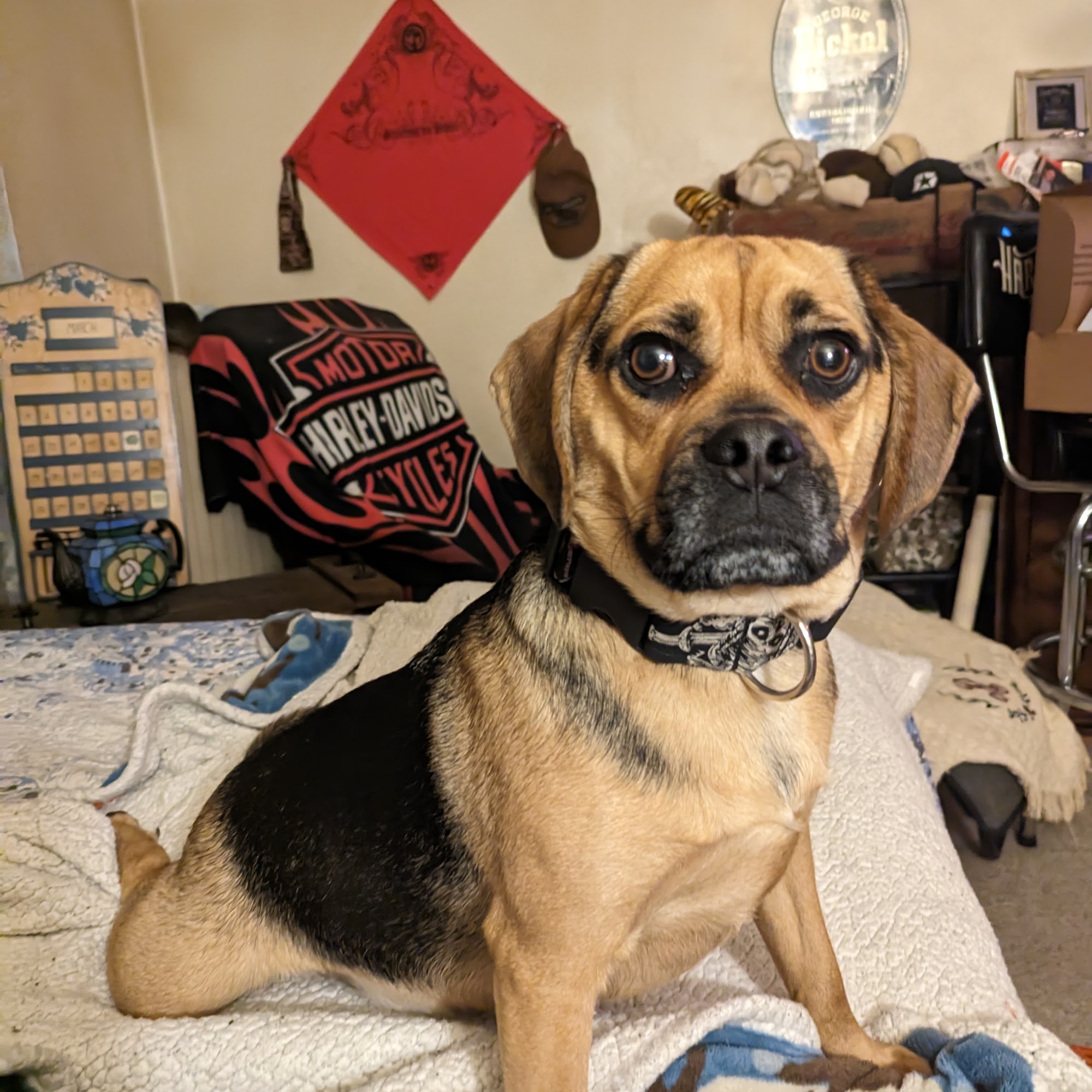 Doggy Office LLC Milwaukee