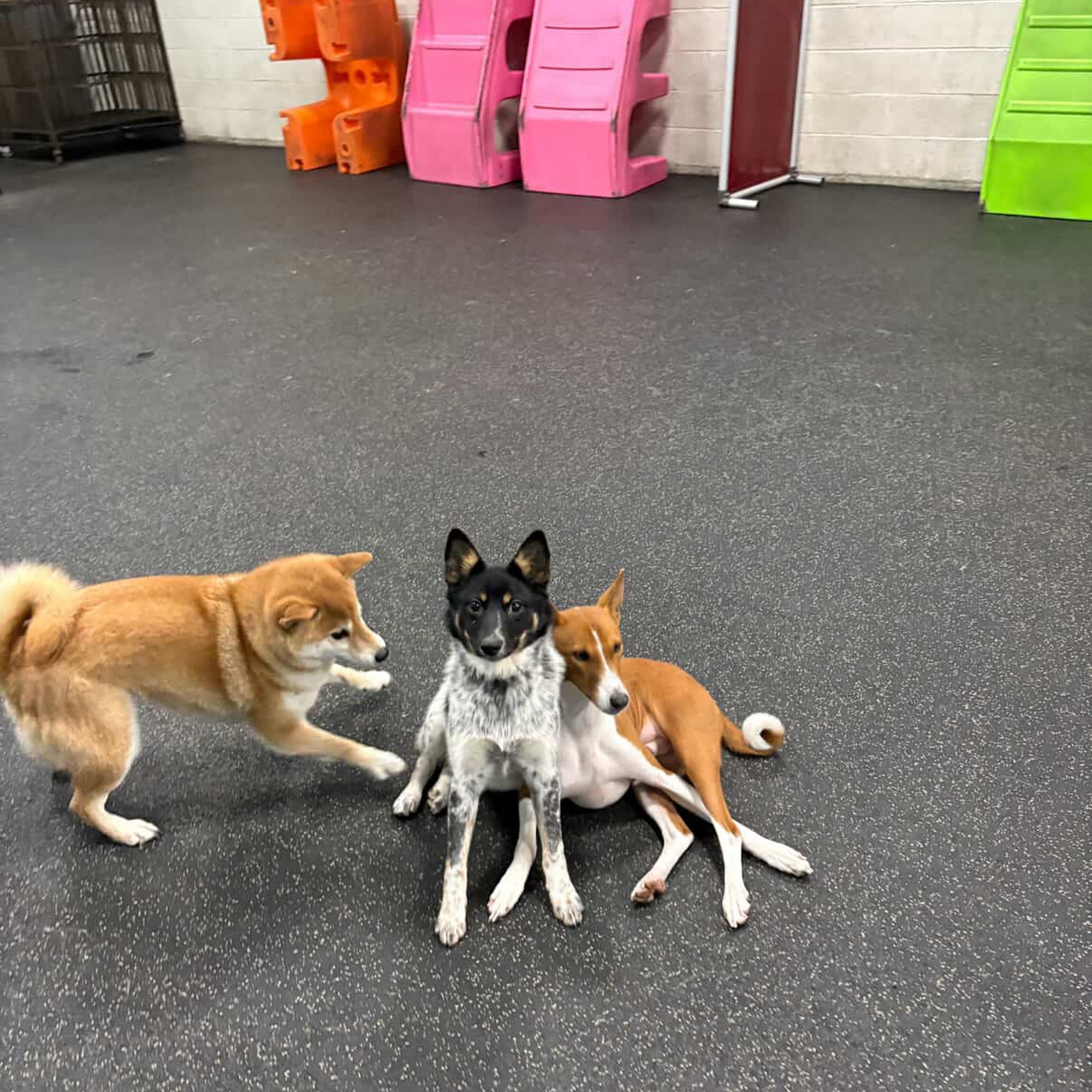 Dogtopia of Milwaukee East Side Milwaukee