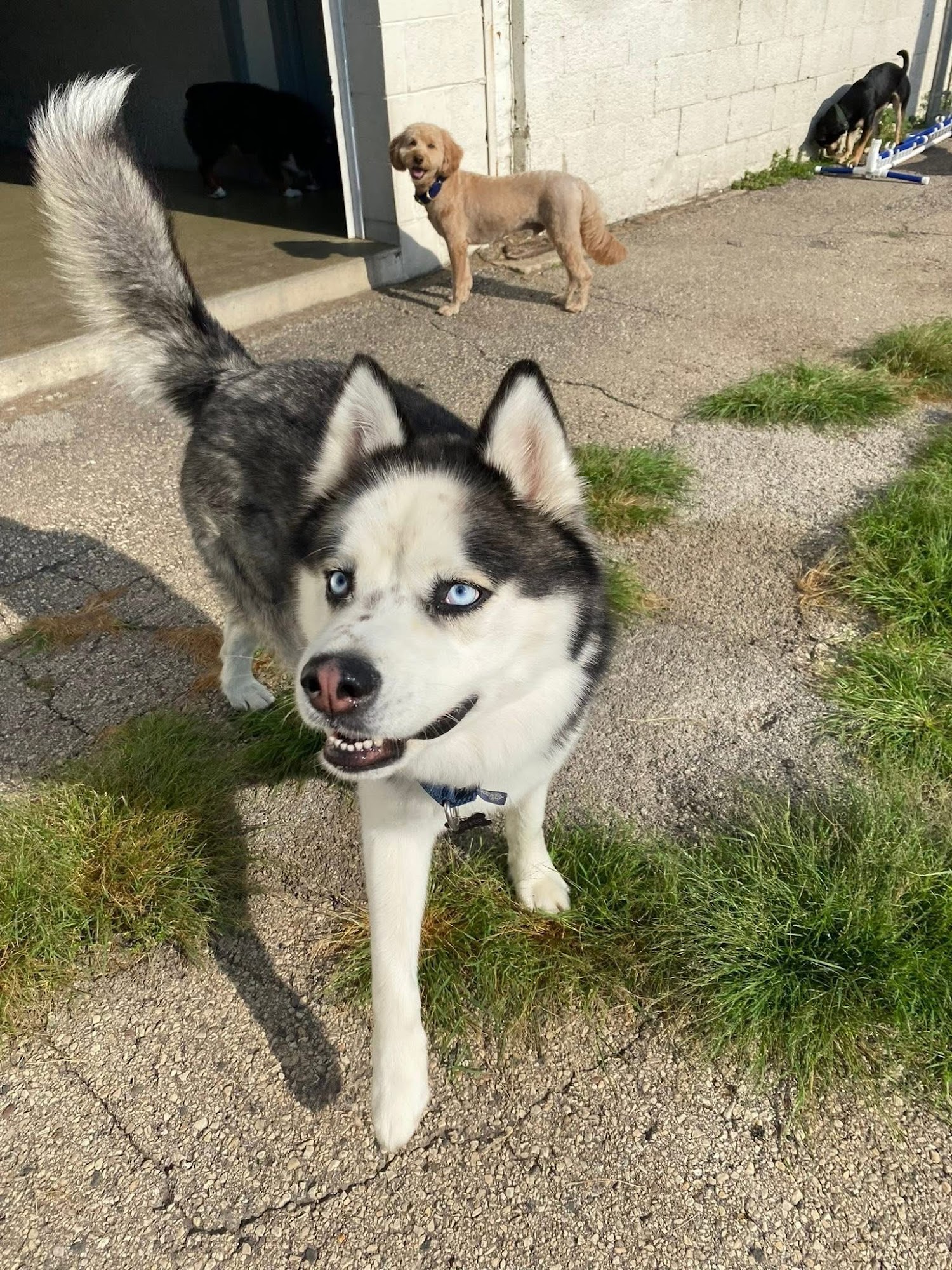 Doggy Office LLC Milwaukee