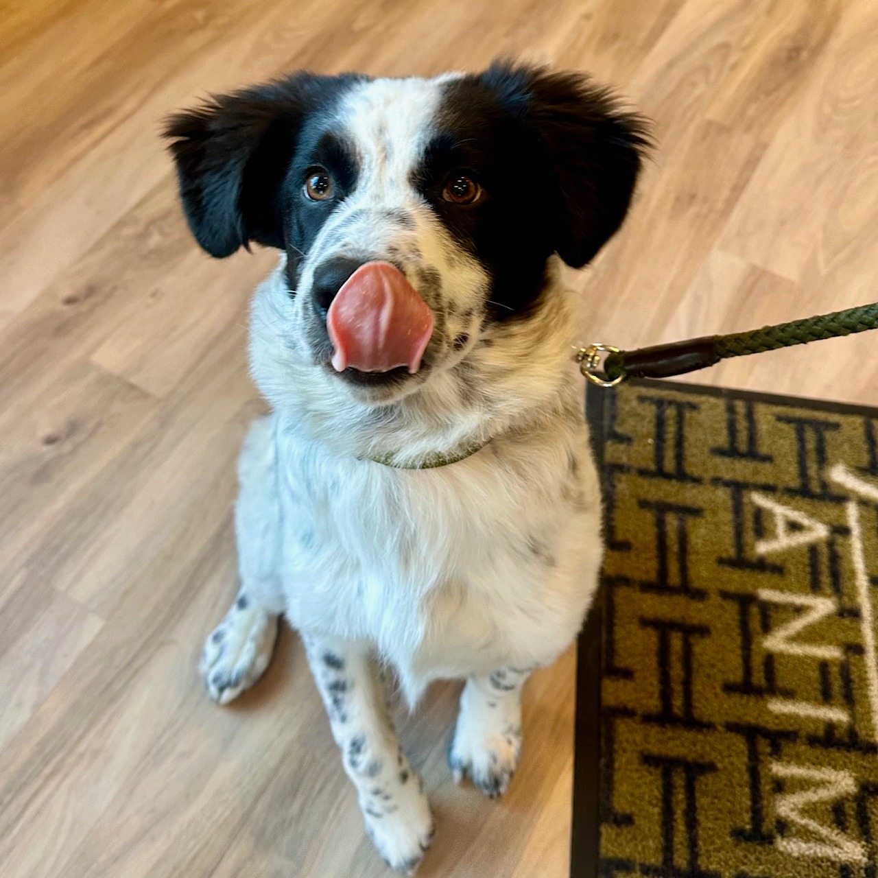 Northwoods Animal Hospital Minocqua