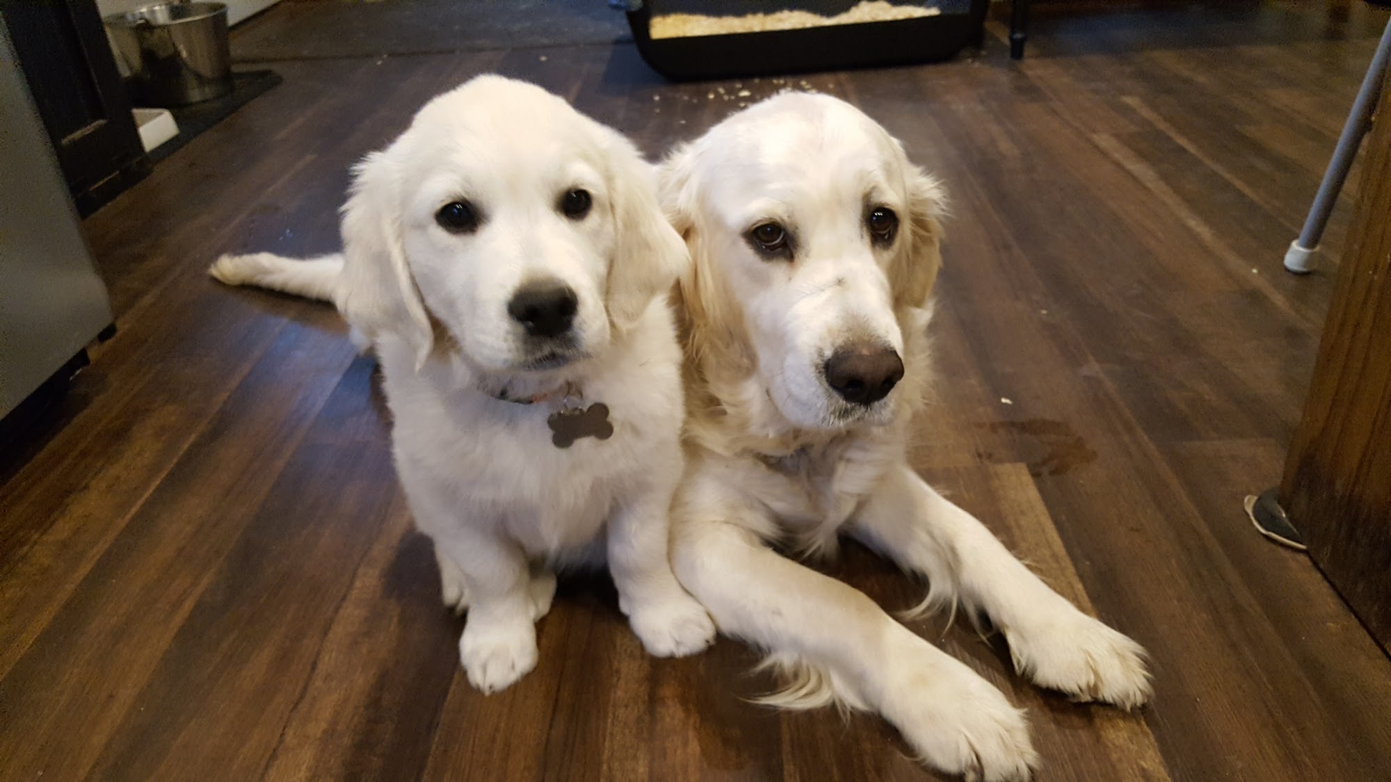 White Pine Goldens Mishicot