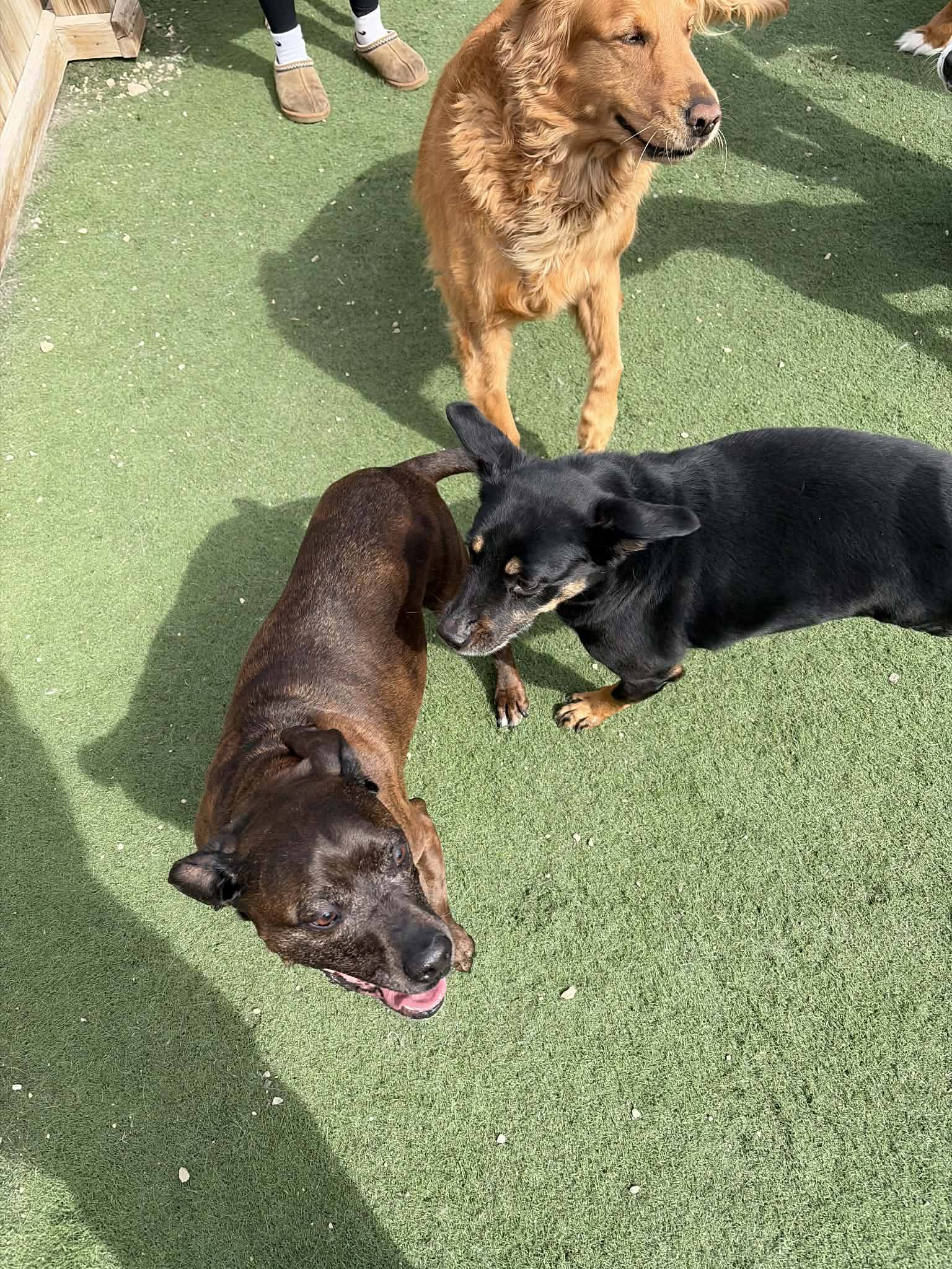 Charlie's Bark Park - Monroe Monroe