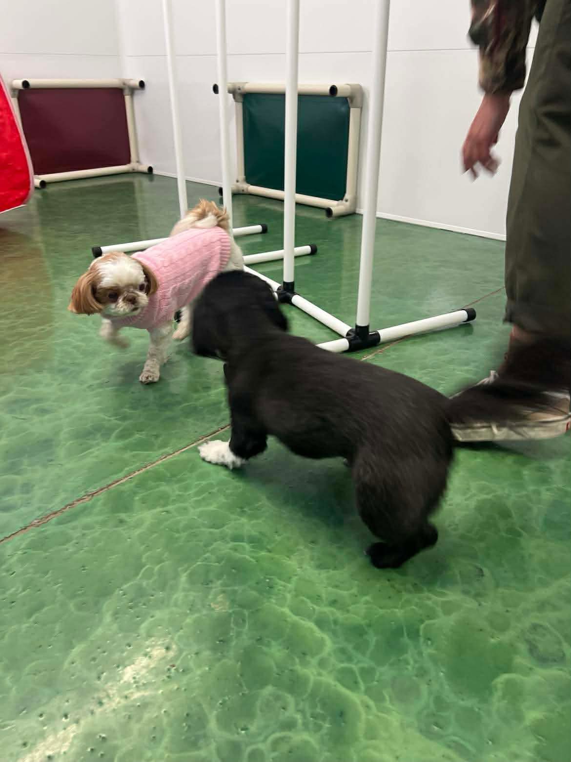 Charlie's Bark Park - Monroe Monroe