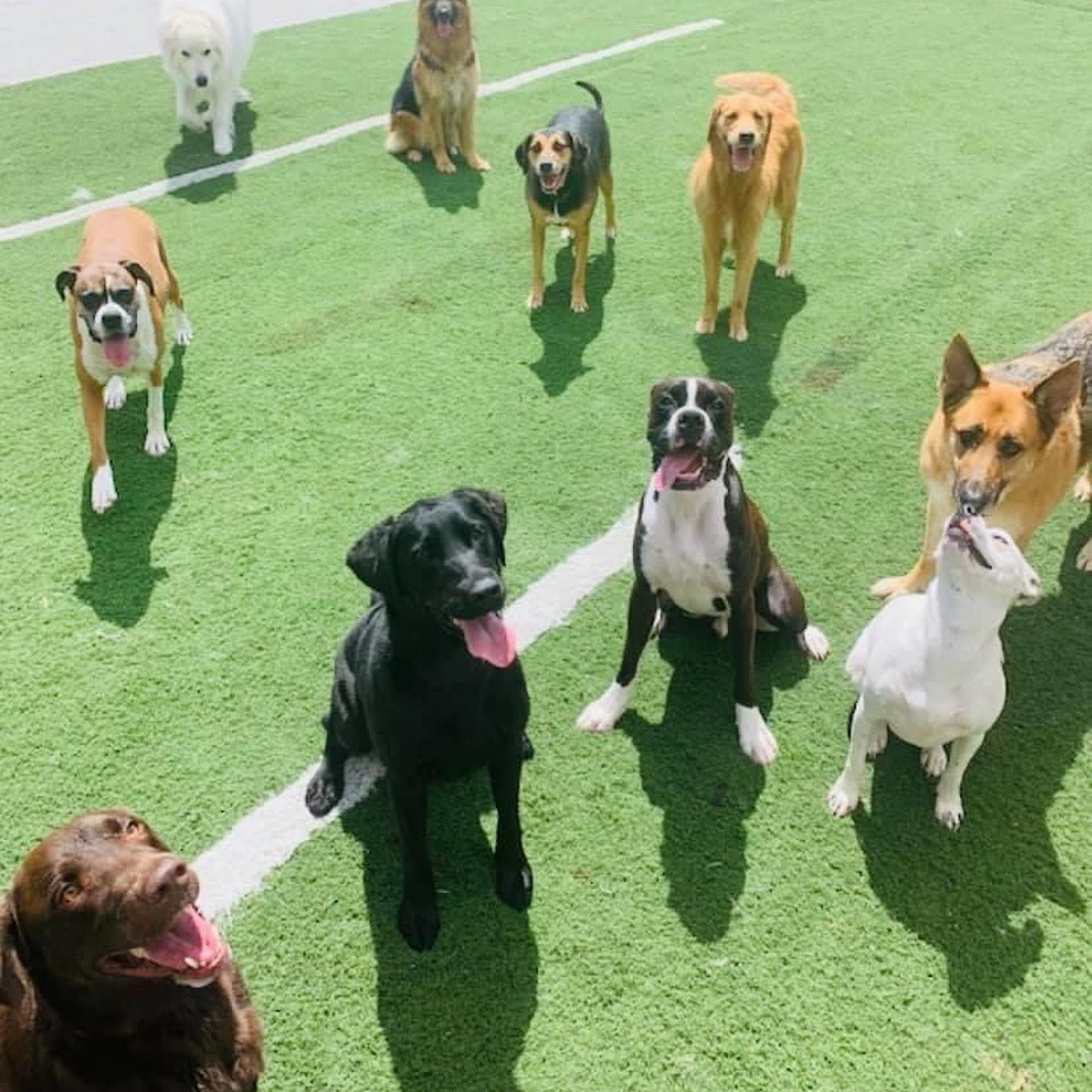 Charlie's Bark Park - Monroe Monroe