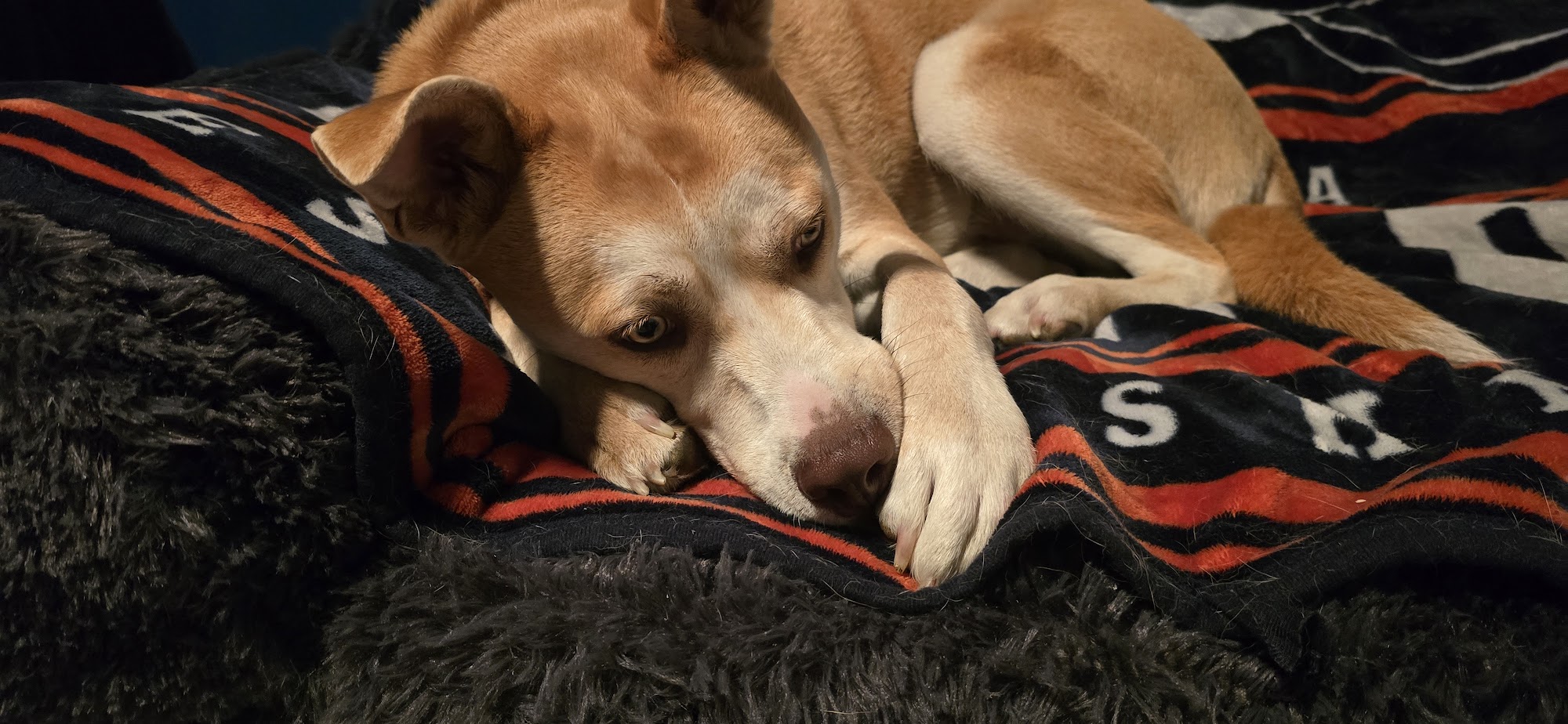 Green County Humane Society Monroe