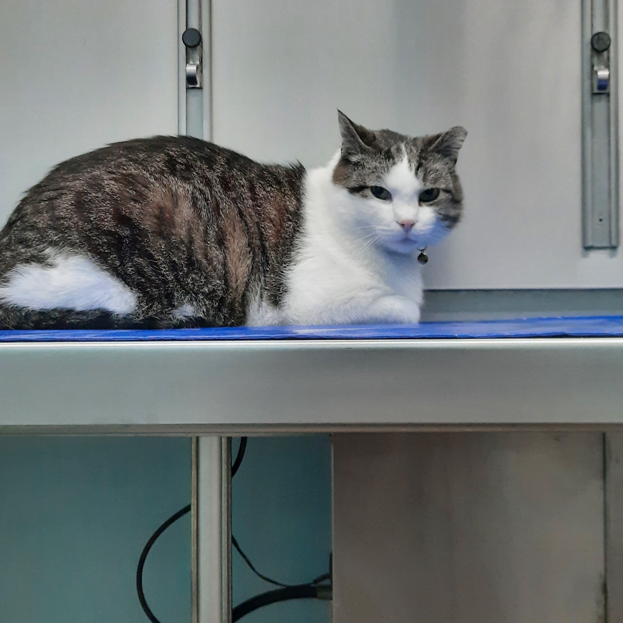 Mosinee Veterinary Clinic Mosinee