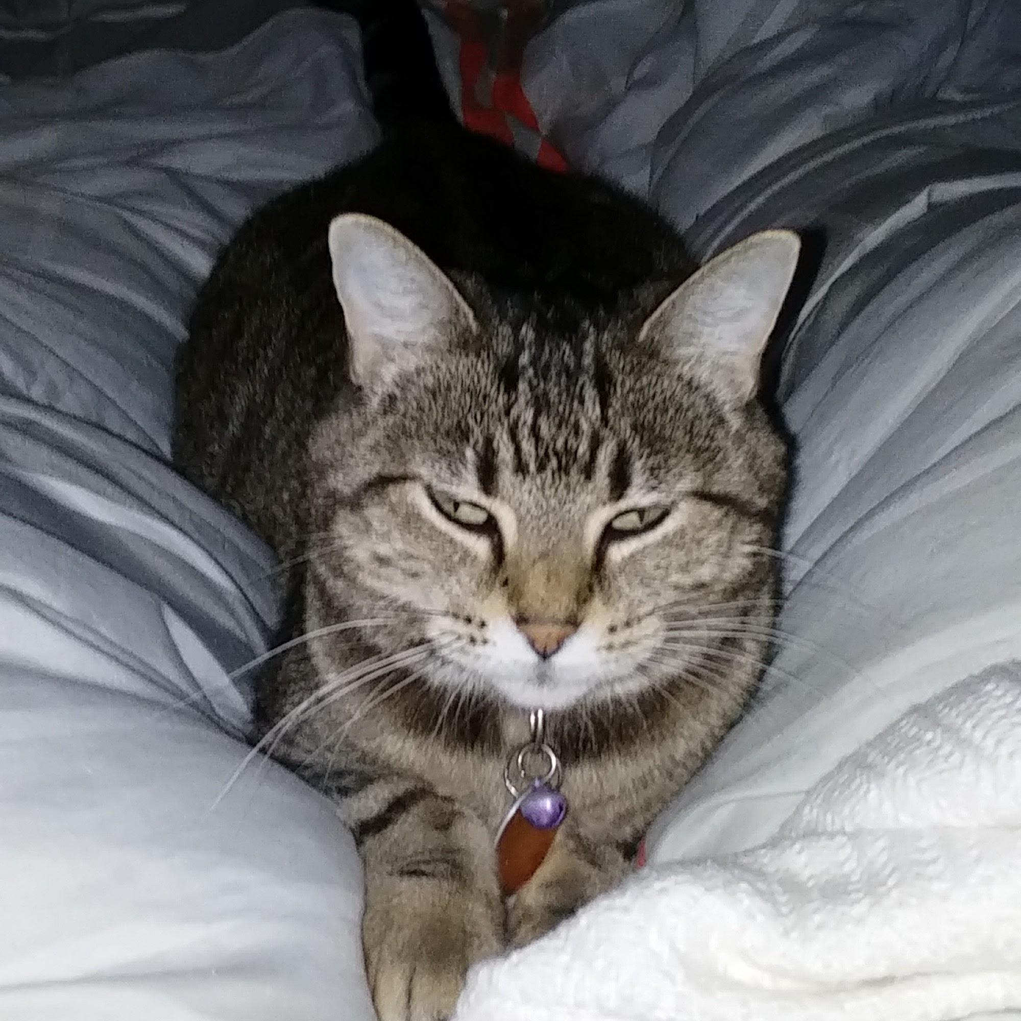 Mt Horeb Animal Hospital Mount Horeb