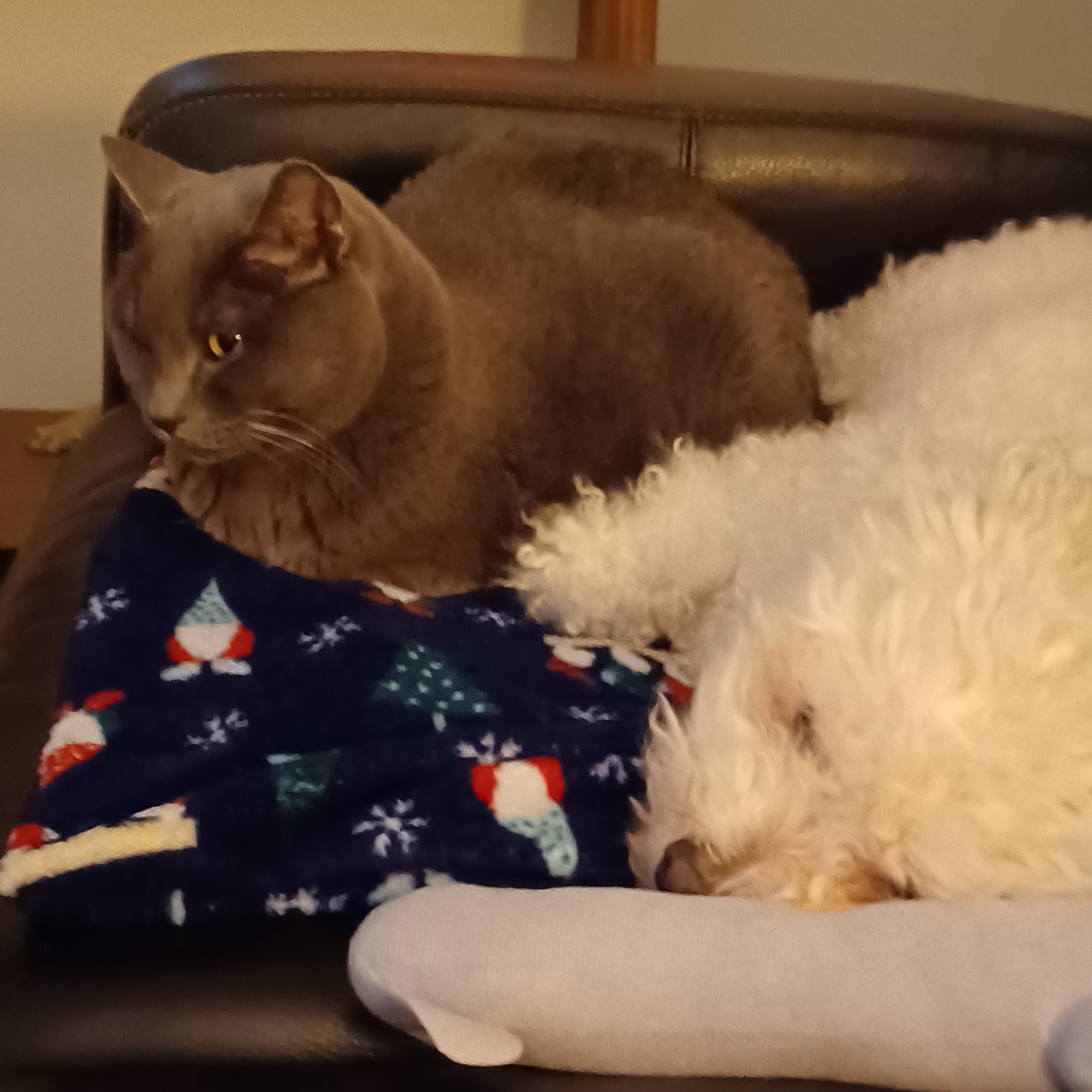 Angelcare Animal Hospital Mount Pleasant