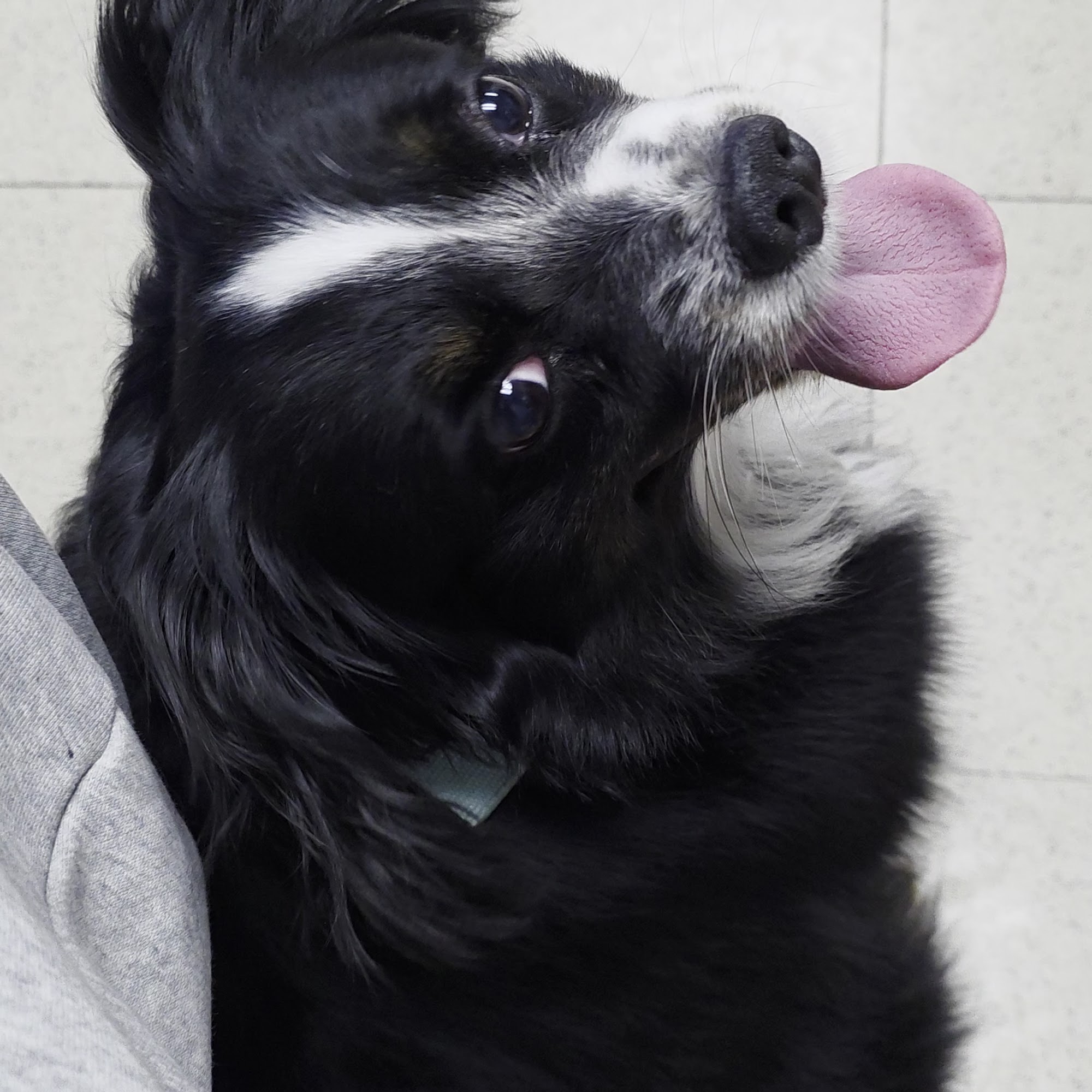 Belle City Veterinary Hospital Mount Pleasant