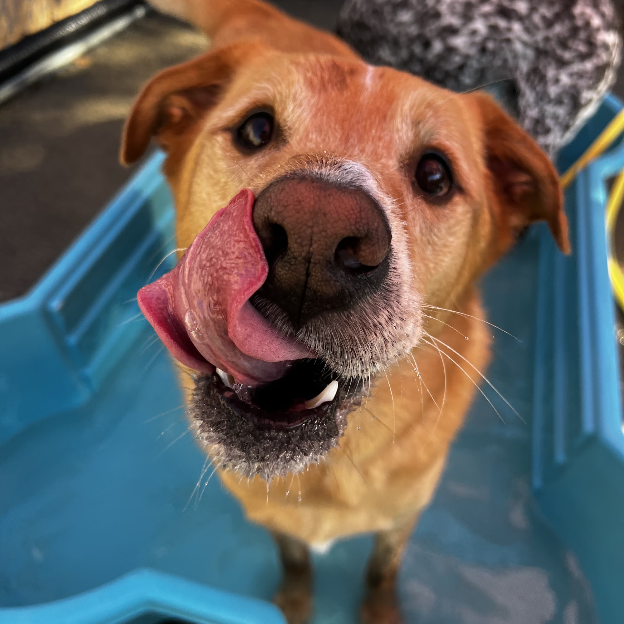 School of Bark Muskego