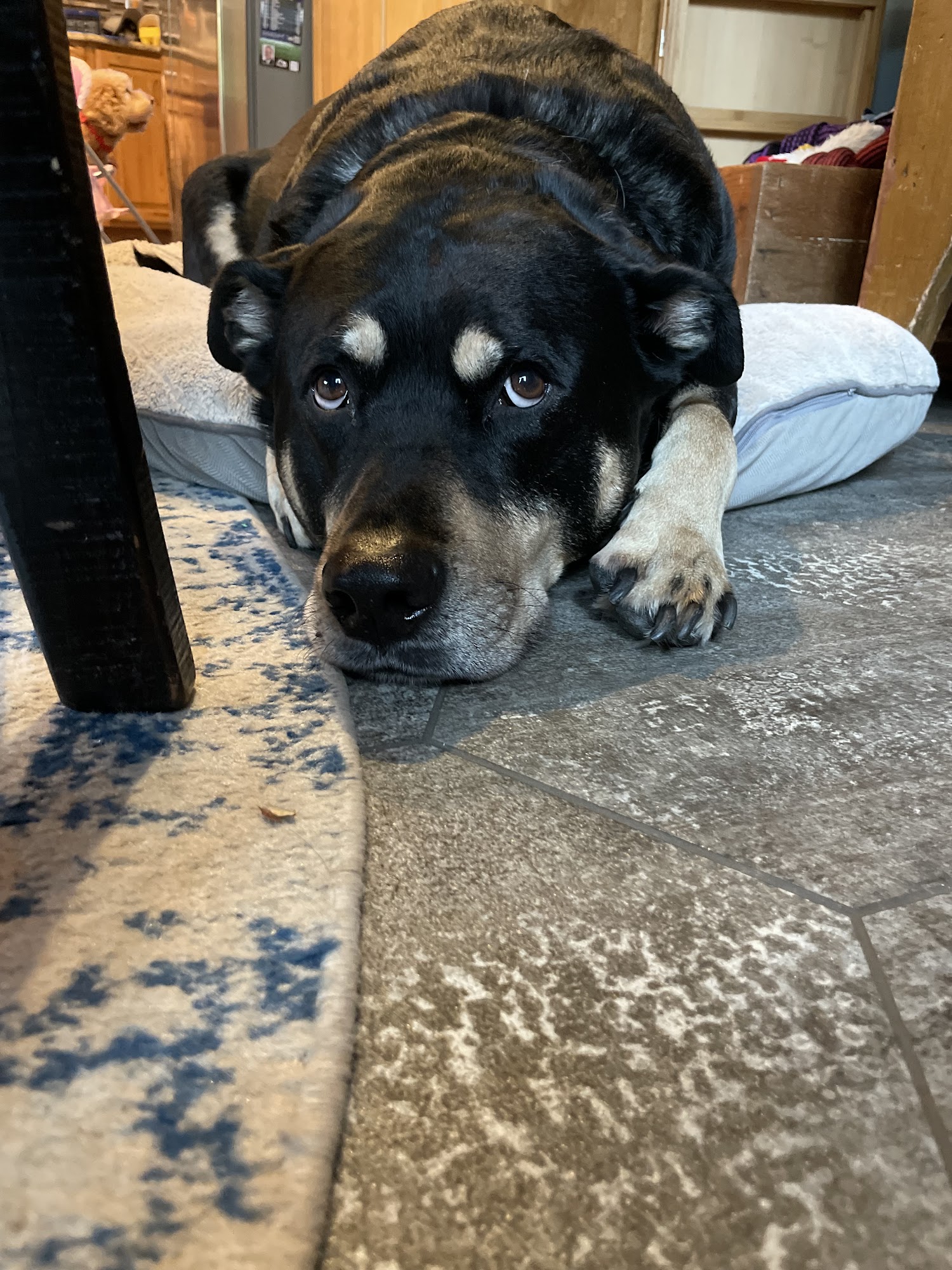 Great Lakes Veterinary Clinic Neenah