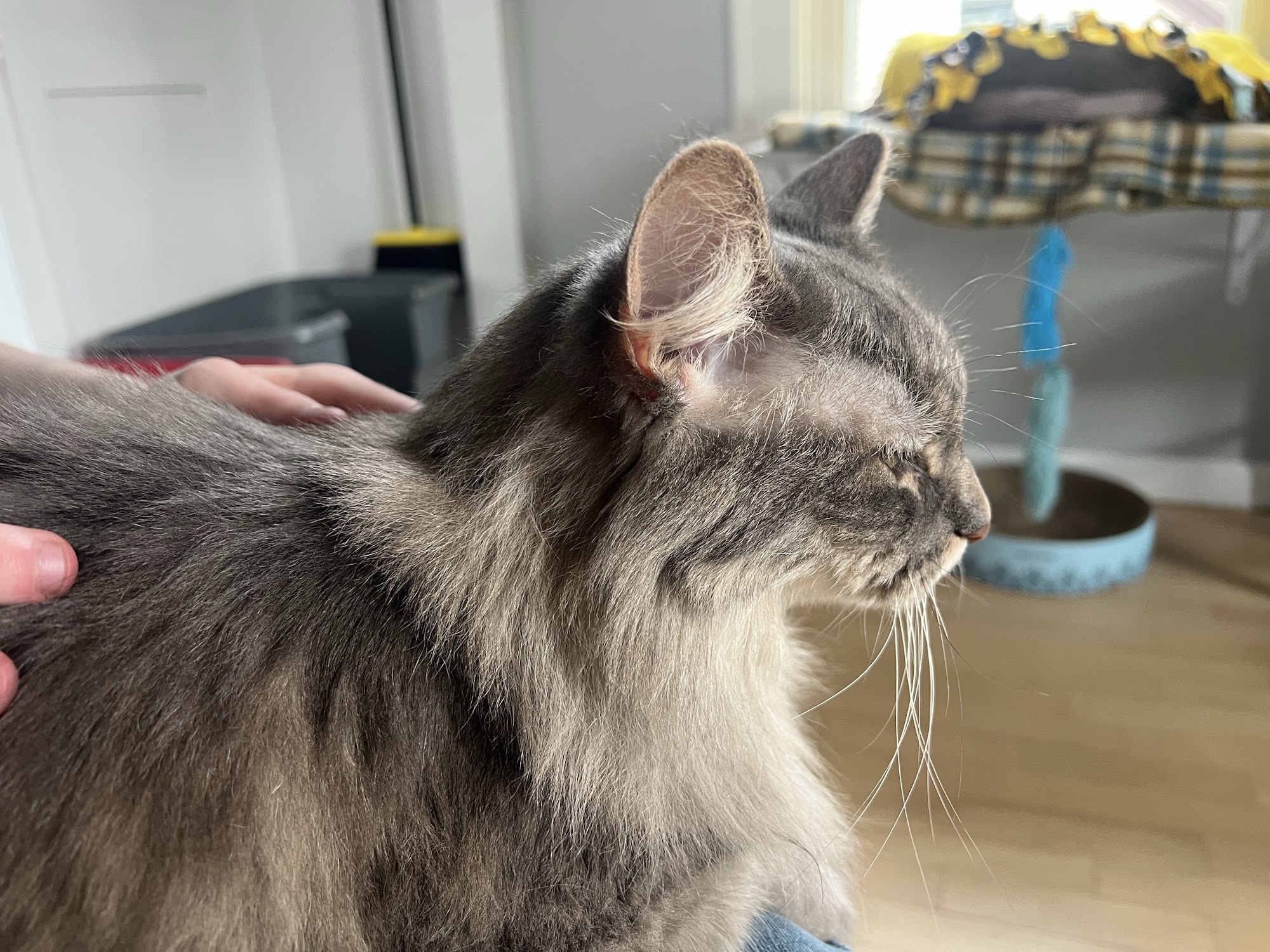 ORPHAN ANIMAL RESCUE AND SANCTUARY INC Neenah