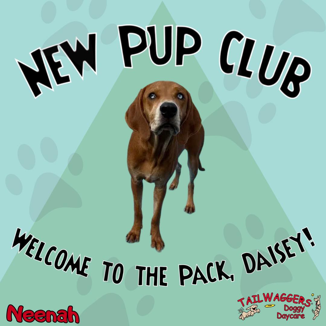 TailWaggers Doggy Daycare Neenah Neenah