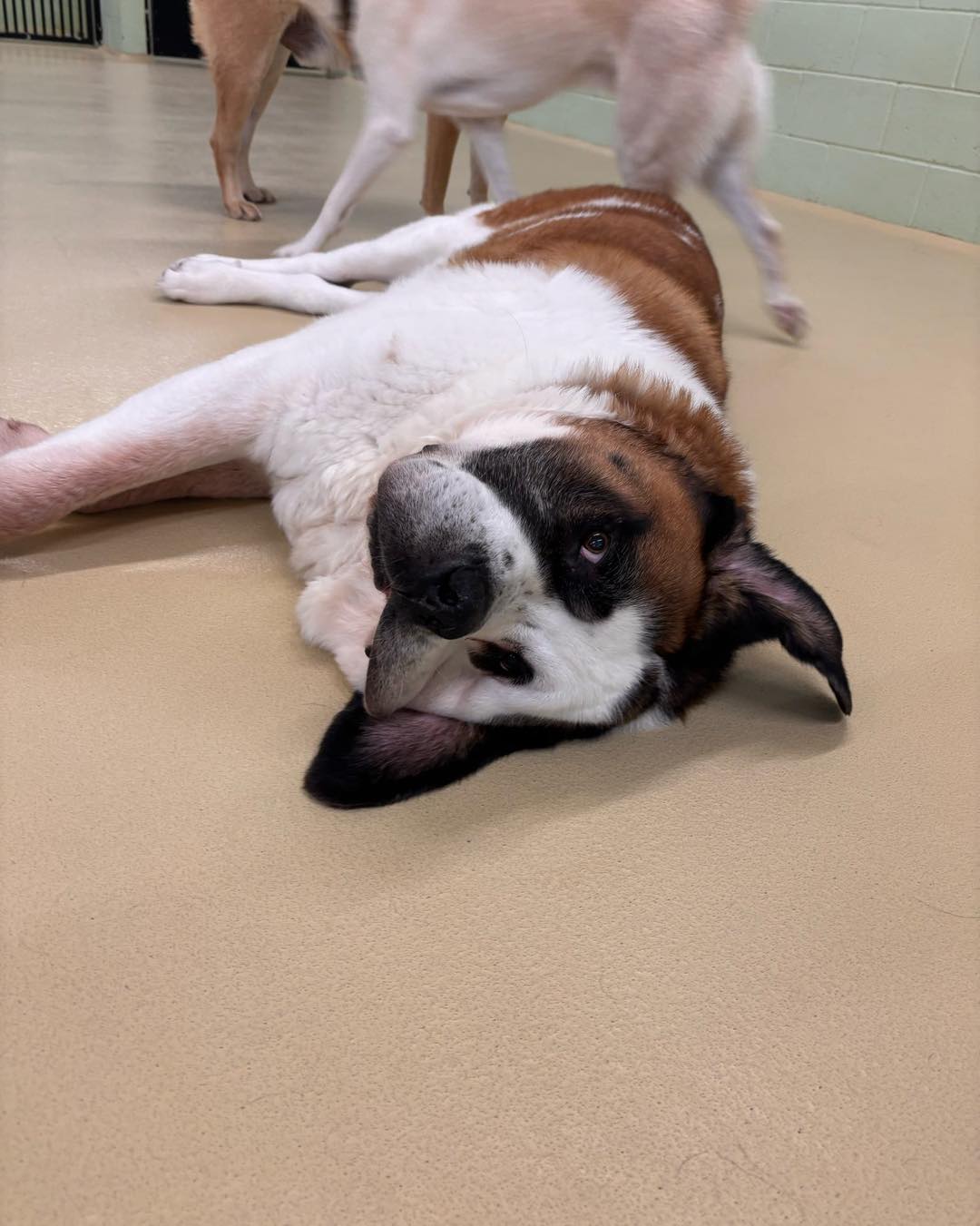 TailWaggers Doggy Daycare Neenah Neenah