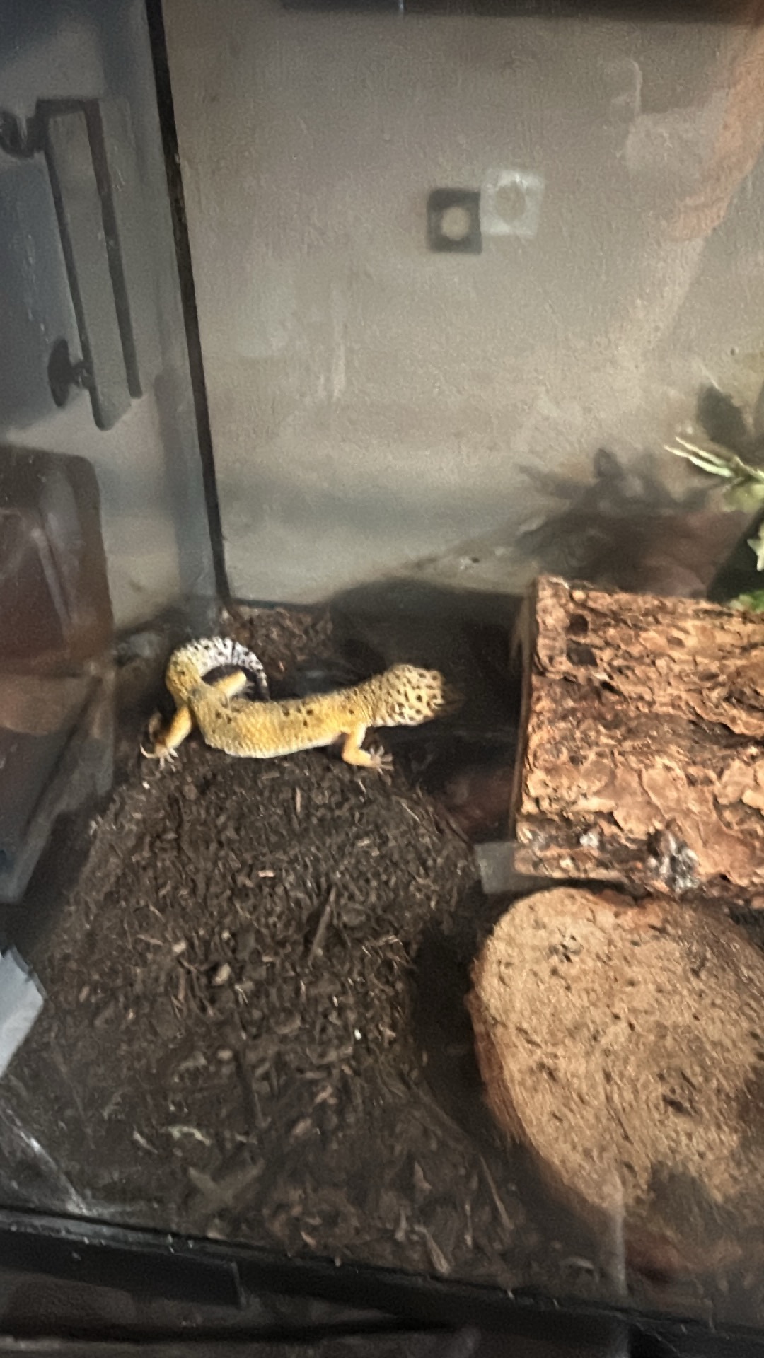 J&R Aquatic Animal Rescue Neenah