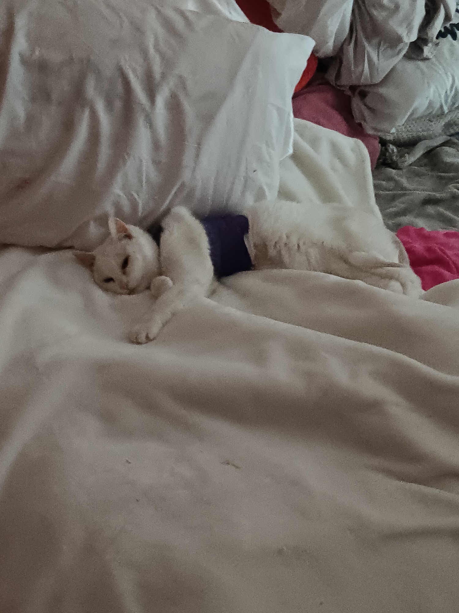 Barkshire Pet Care Center Neenah