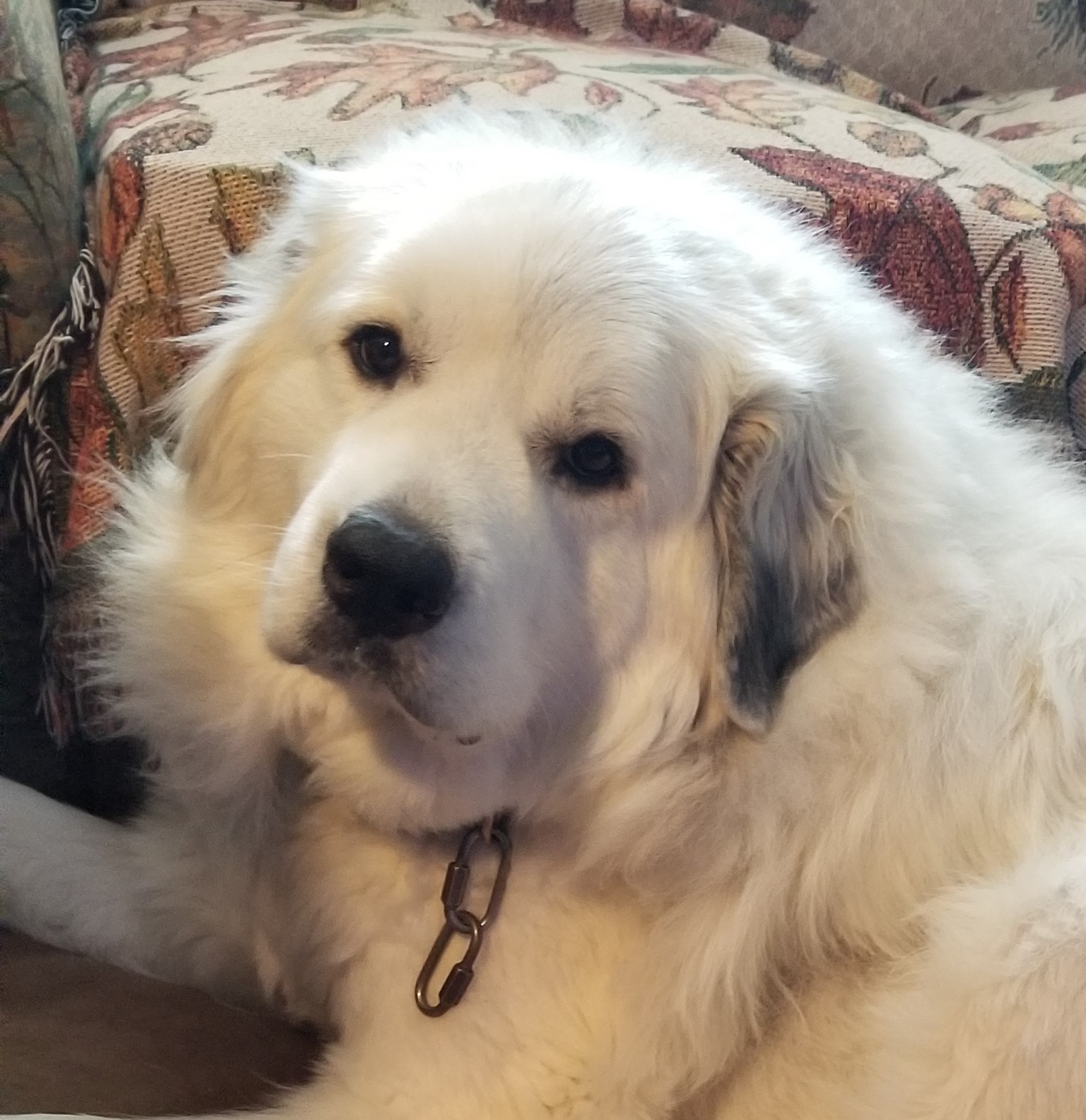 New Berlin Animal Hospital New Berlin